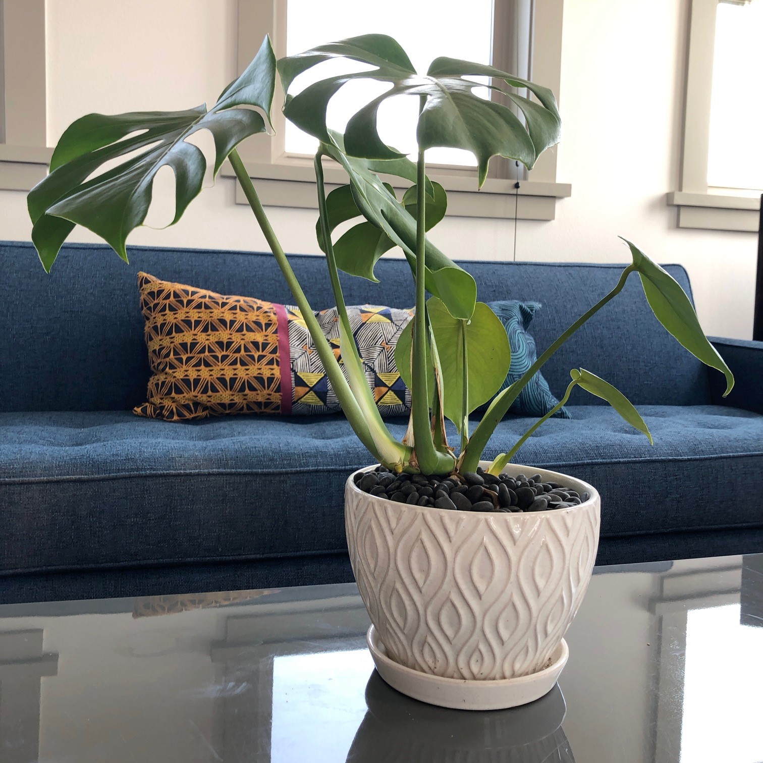 Monstera deliciosa - Swiss Cheese Plant (4.5" Pot) - Image 3