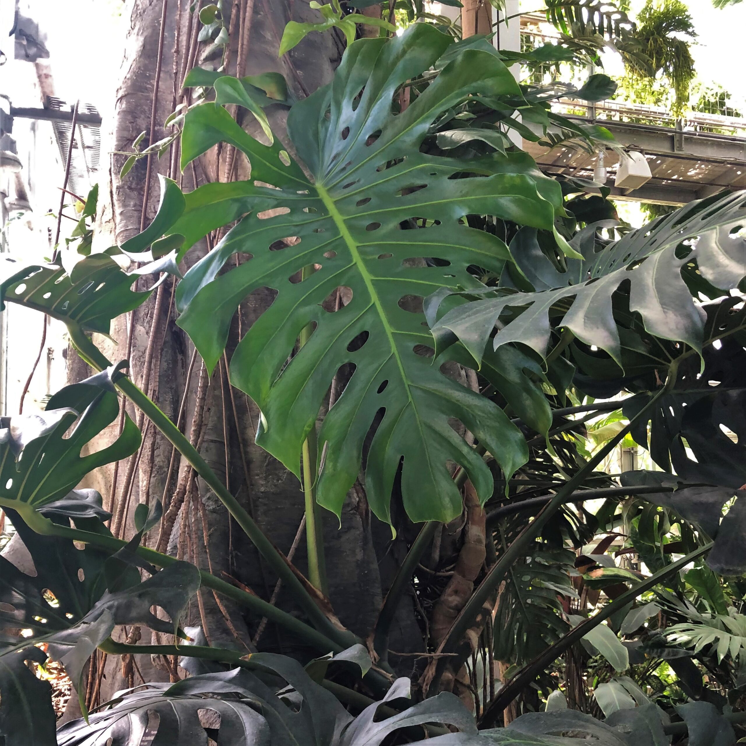 Monstera deliciosa - Swiss Cheese Plant (4.5" Pot) - Image 5