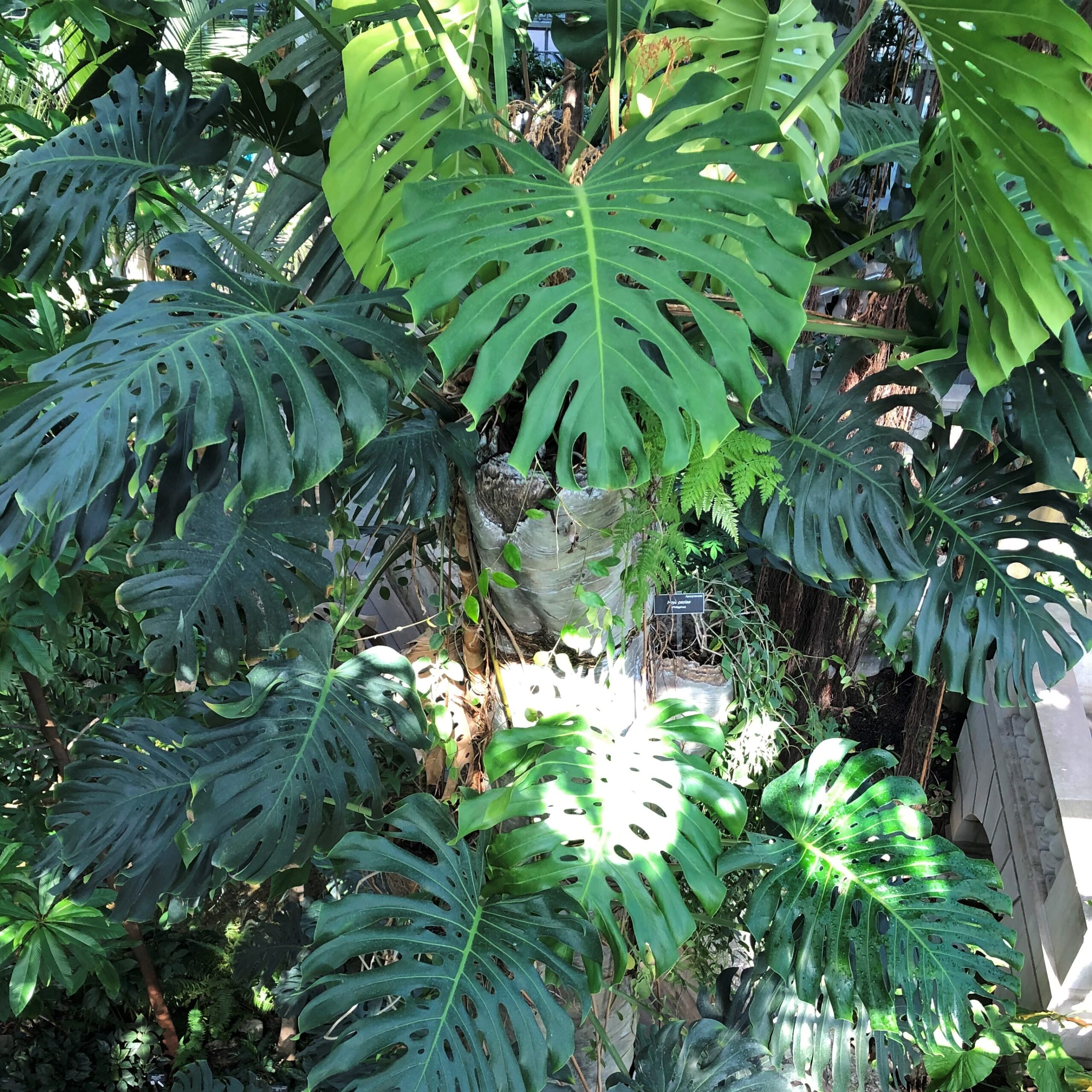 Monstera deliciosa - Swiss Cheese Plant (4.5" Pot) | Little Prince of  Oregon Nursery