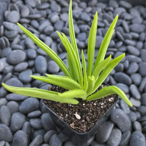 Peperomia ferreyrae 'Happy Bean' - Pincushion Peperomia (2" Pot) | Little  Prince of Oregon Nursery