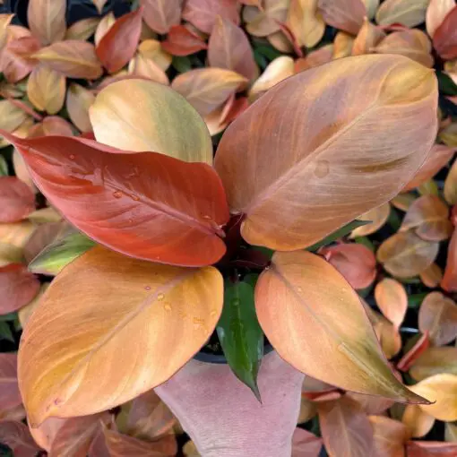golden pothos pet safe 4" Pot Pothos Golden  The Bio Dude