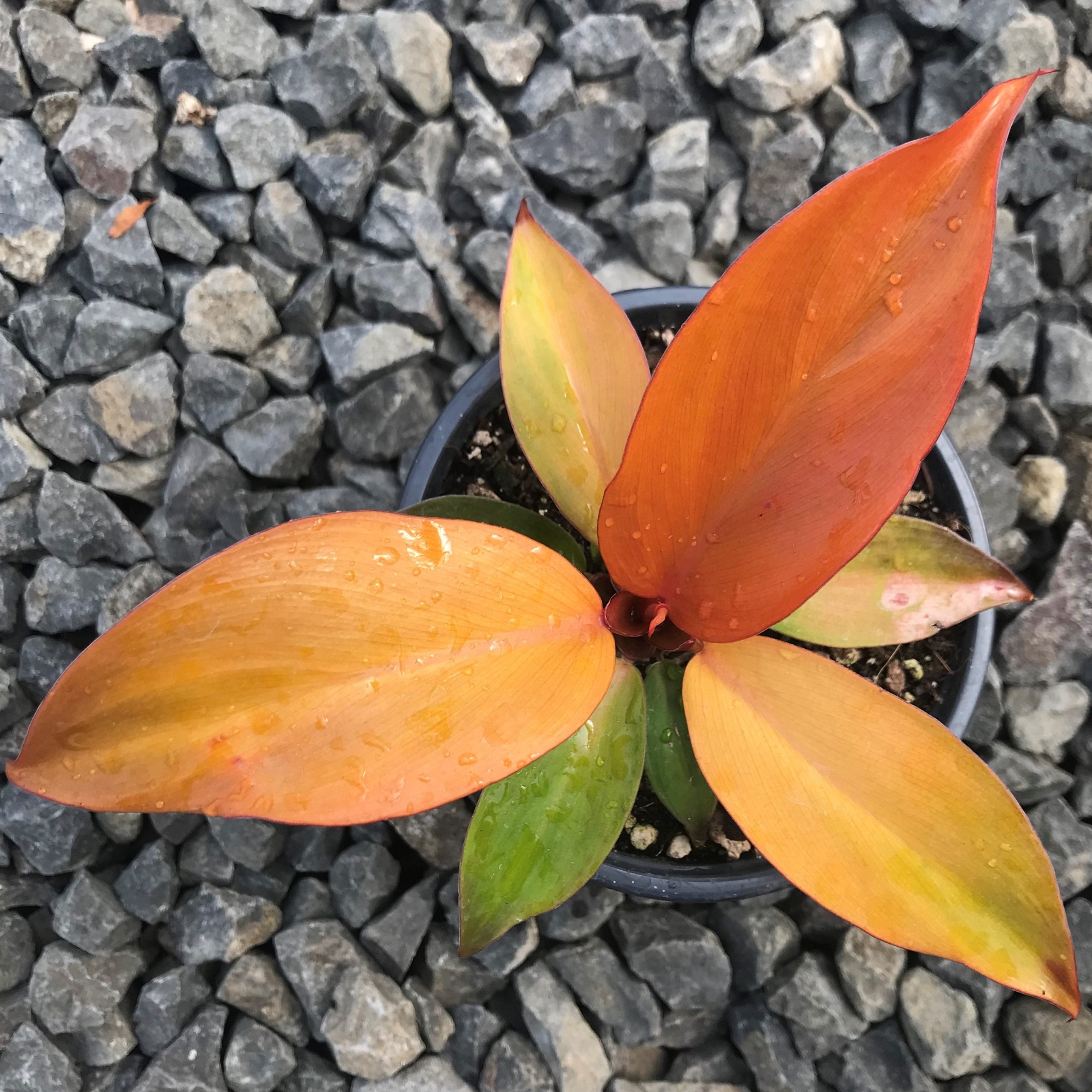 Philodendron 'McColley's Finale' (4.5" Pot) - Image 4
