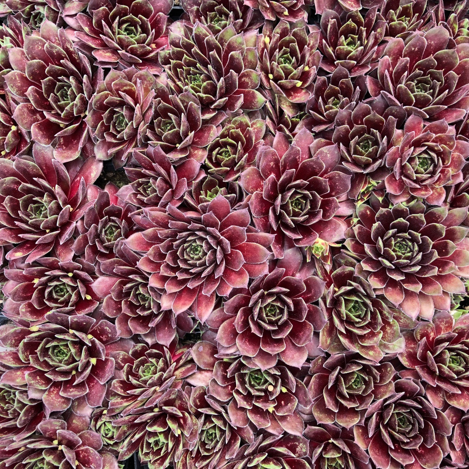 Sempervivum 'Black Mini' - Hens & Chicks (3.5" Pot) - Image 6