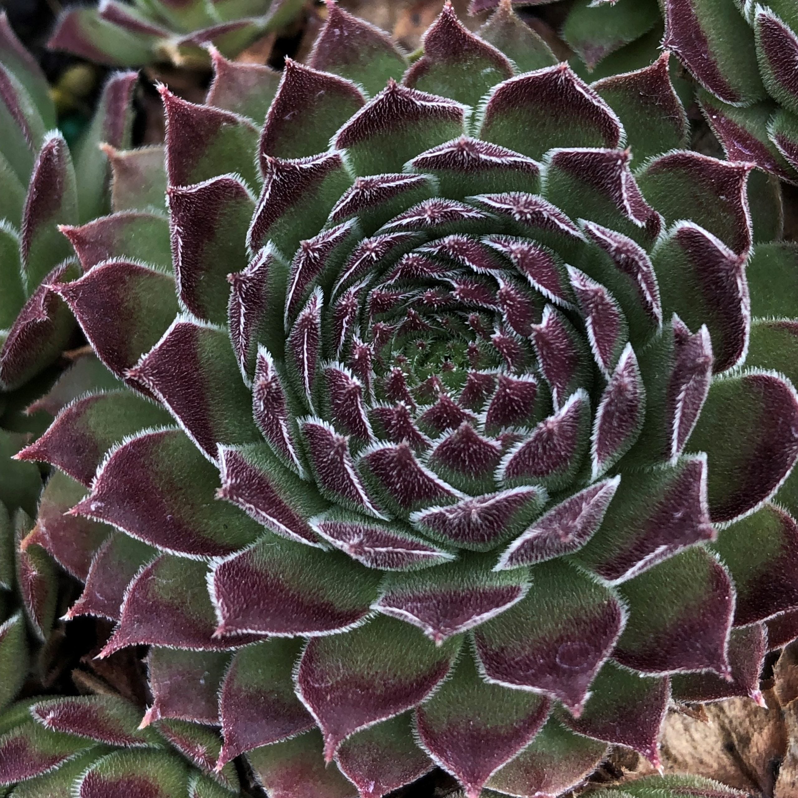 Sempervivum 'Black Mini' - Hens & Chicks (3.5" Pot) - Image 2
