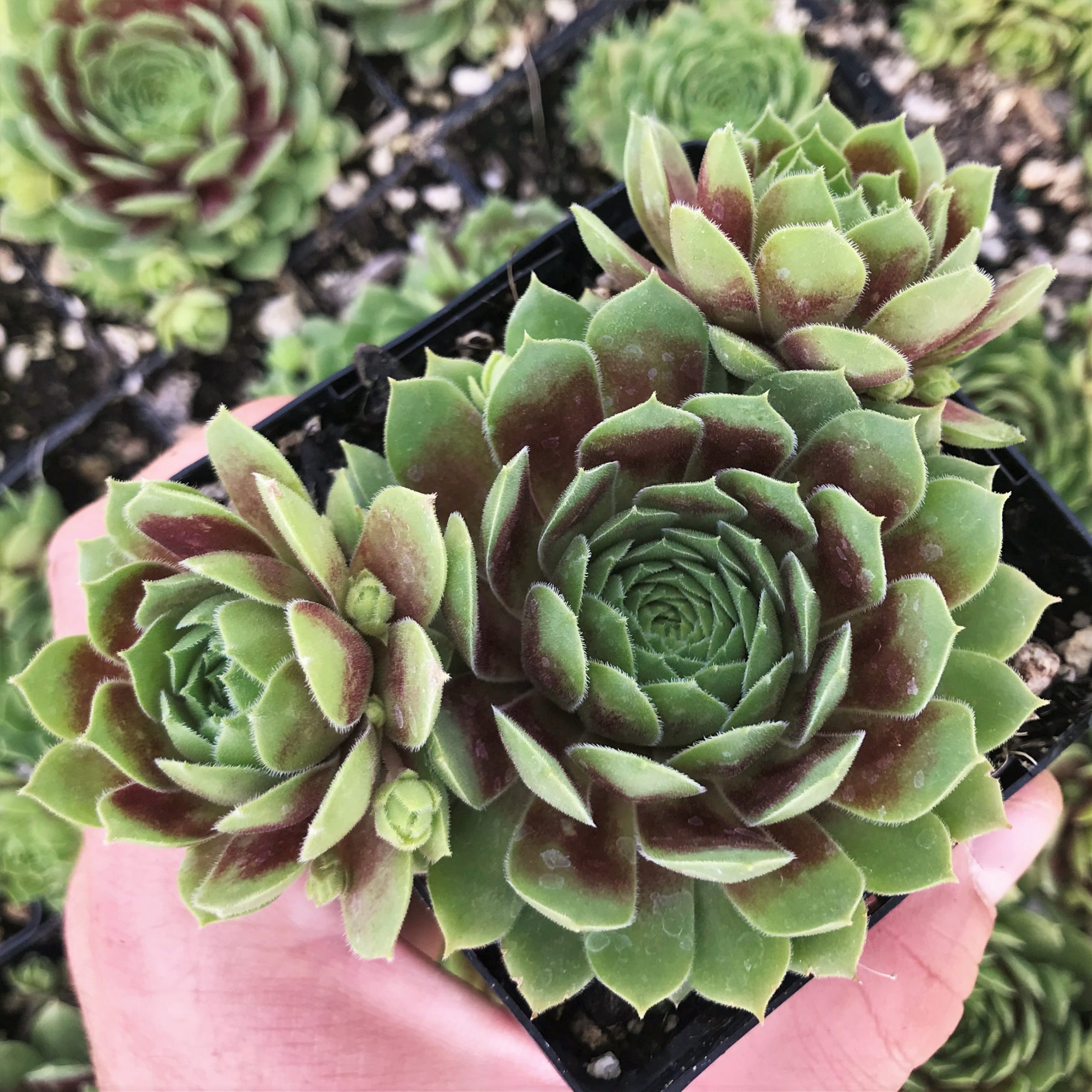 Sempervivum 'Black Mini' - Hens & Chicks (3.5" Pot)