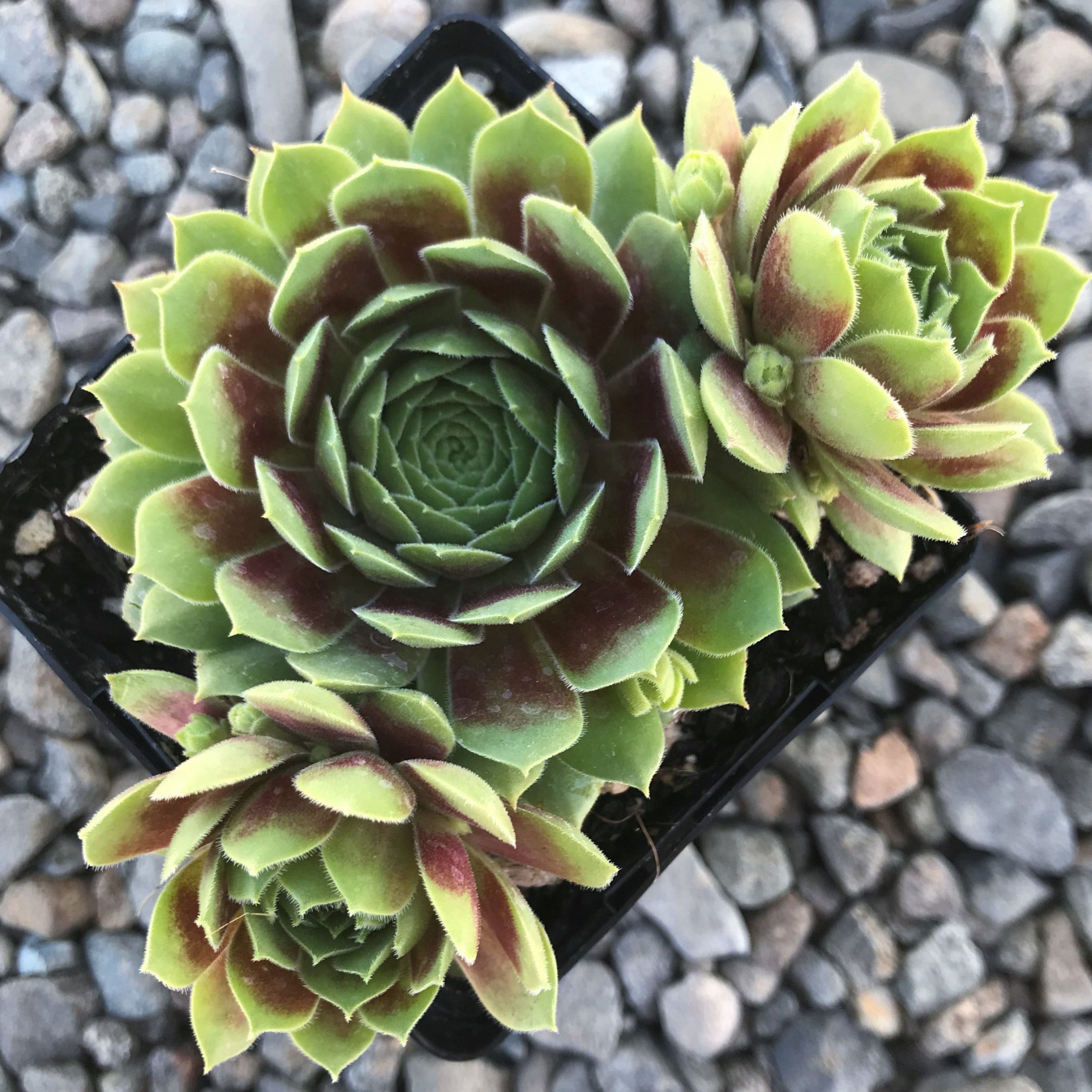 Sempervivum 'Black Mini' - Hens & Chicks (3.5" Pot) - Image 4