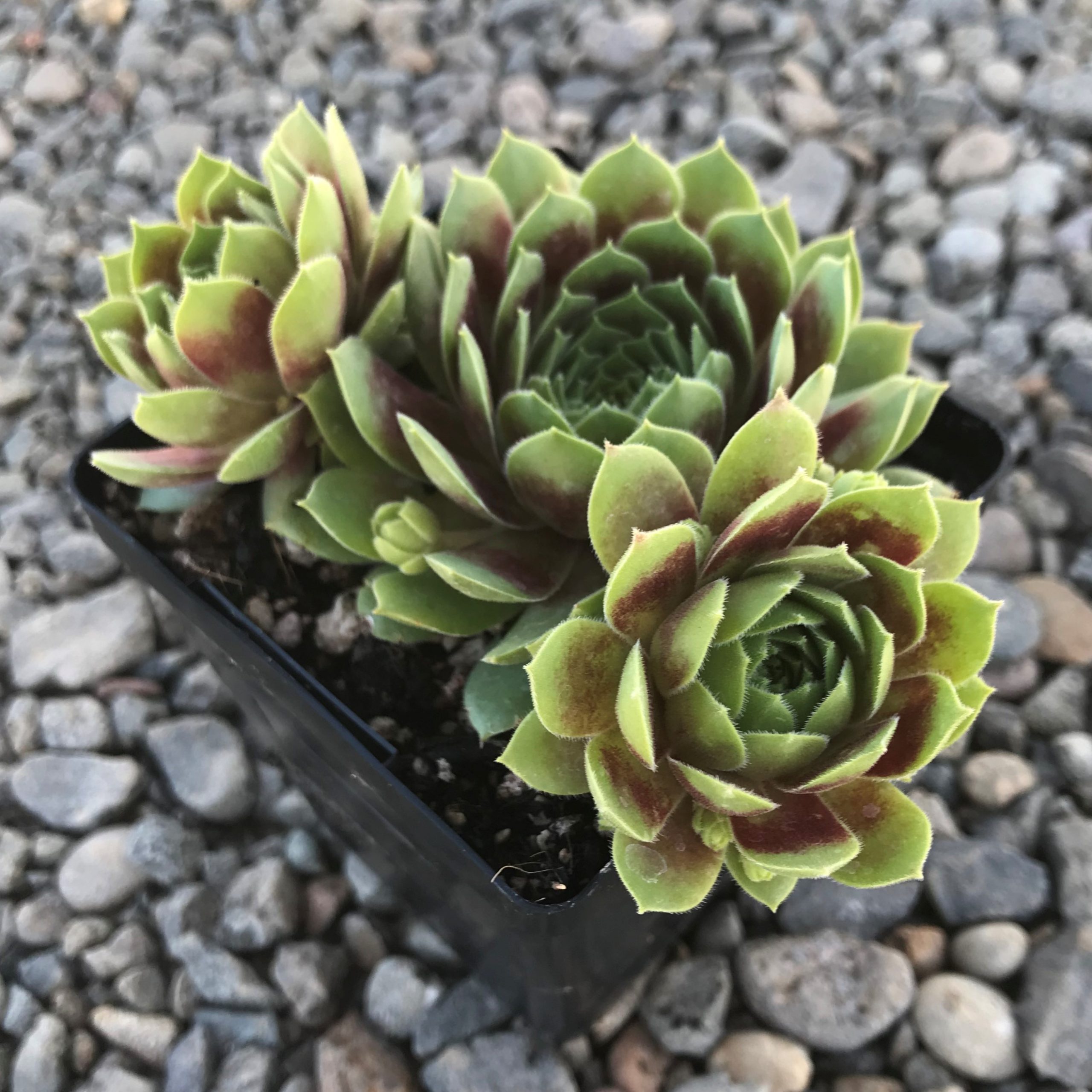 Sempervivum 'Black Mini' - Hens & Chicks (3.5" Pot) - Image 3