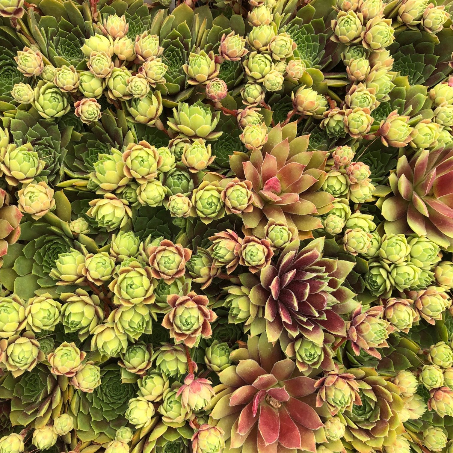 Sempervivum 'Black Mini' - Hens & Chicks (3.5" Pot) - Image 7