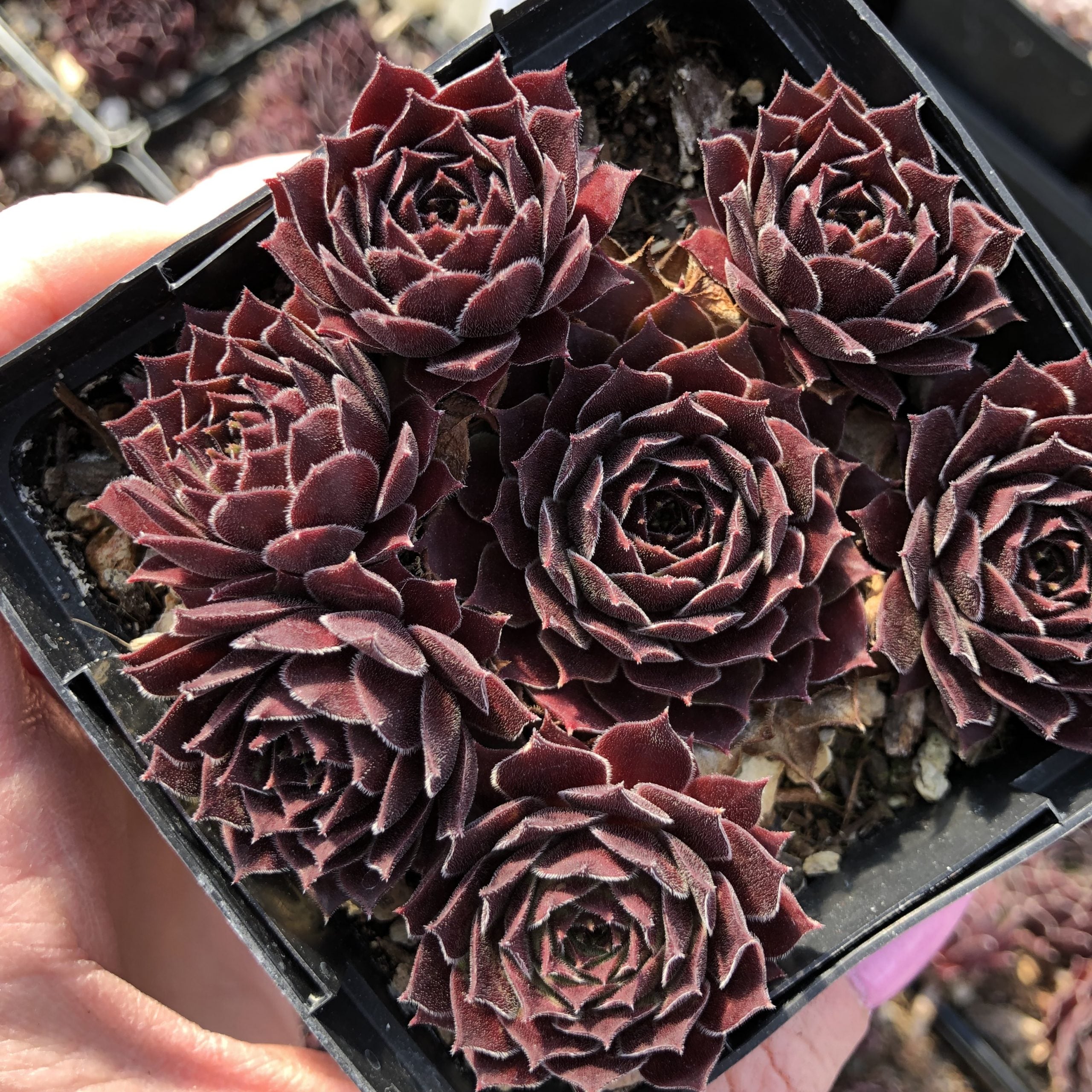 Sempervivum 'Black Mini' - Hens & Chicks (3.5" Pot) - Image 5