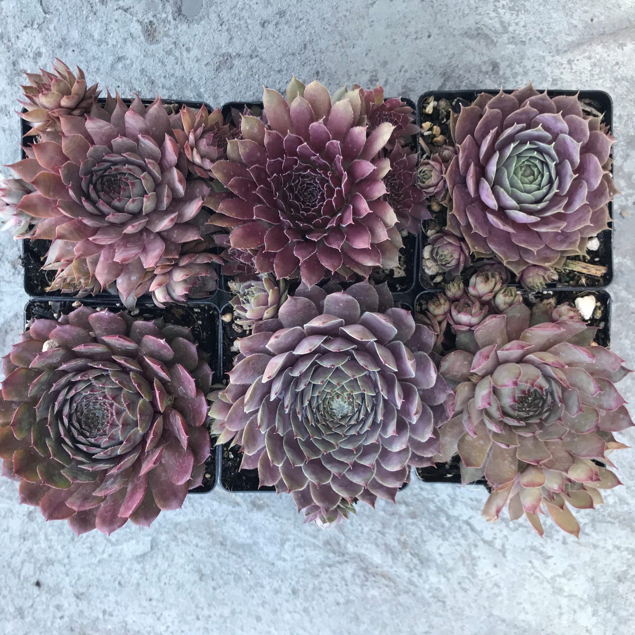 raised plant pot demi raised planter  Veradek US