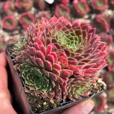 Sempervivum 'Pacific Trails' - Hens & Chicks (3.5" Pot)