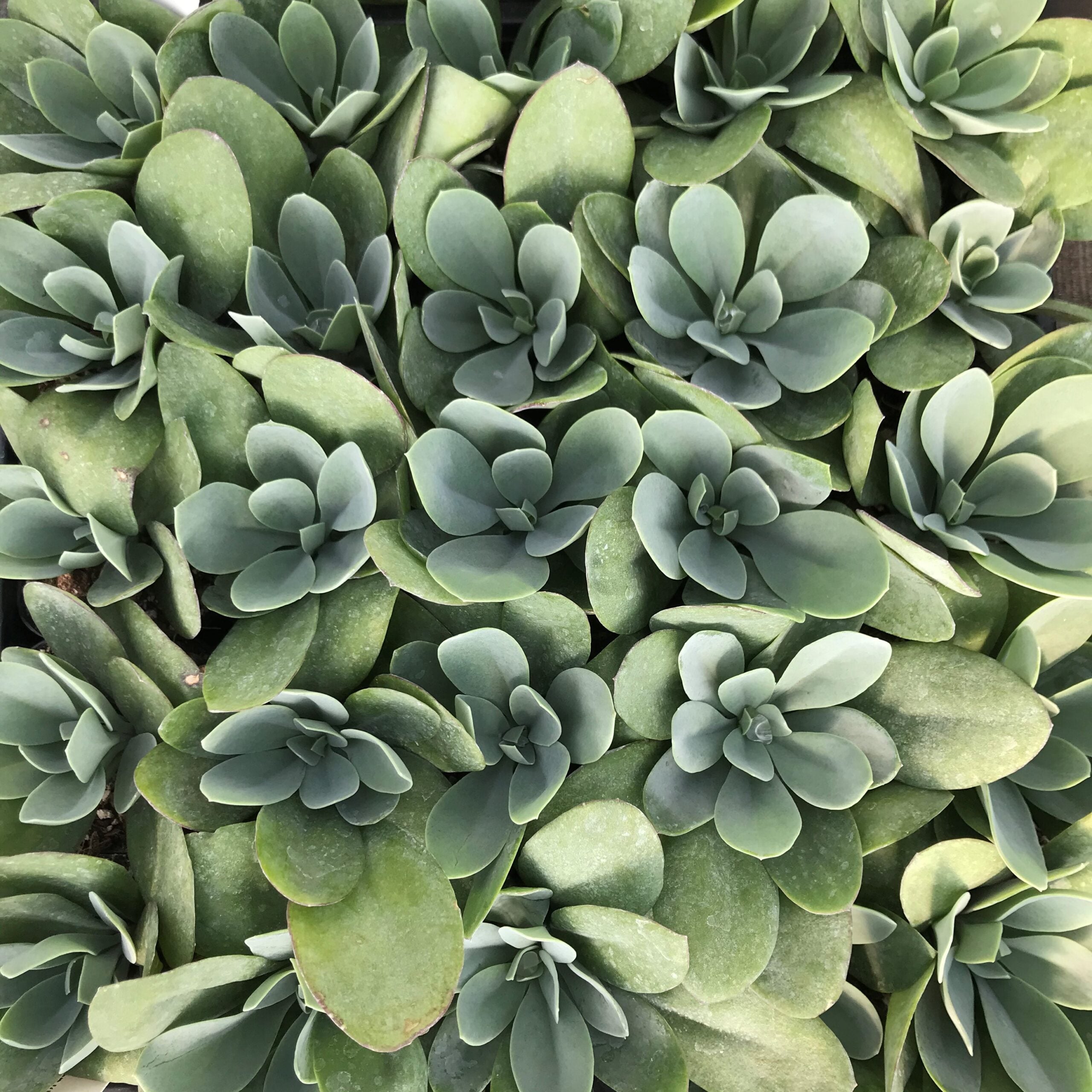 Senecio cephalophorus - Mountain Fire (2" Pot) - Image 3