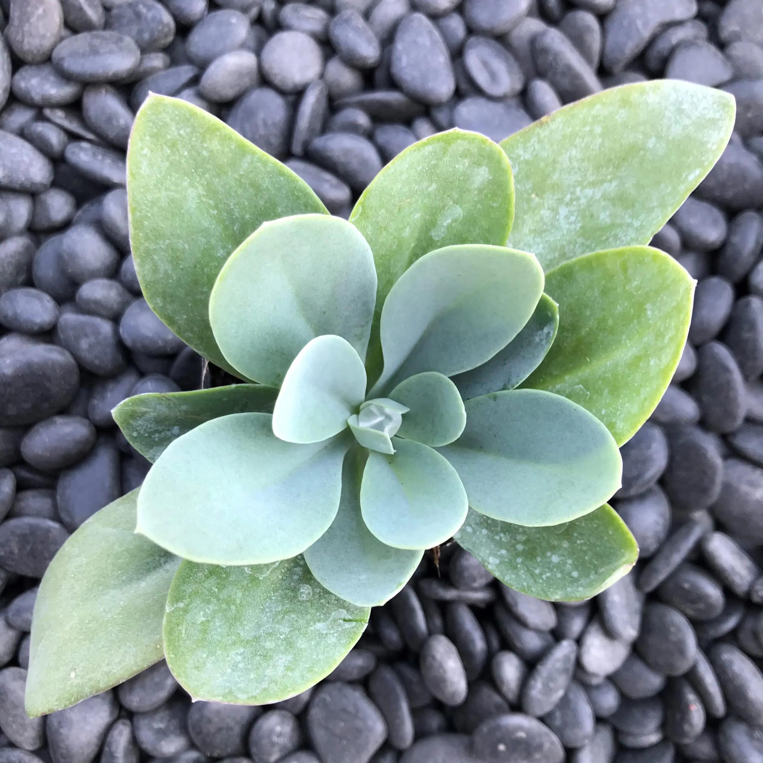 Senecio cephalophorus - Mountain Fire (2