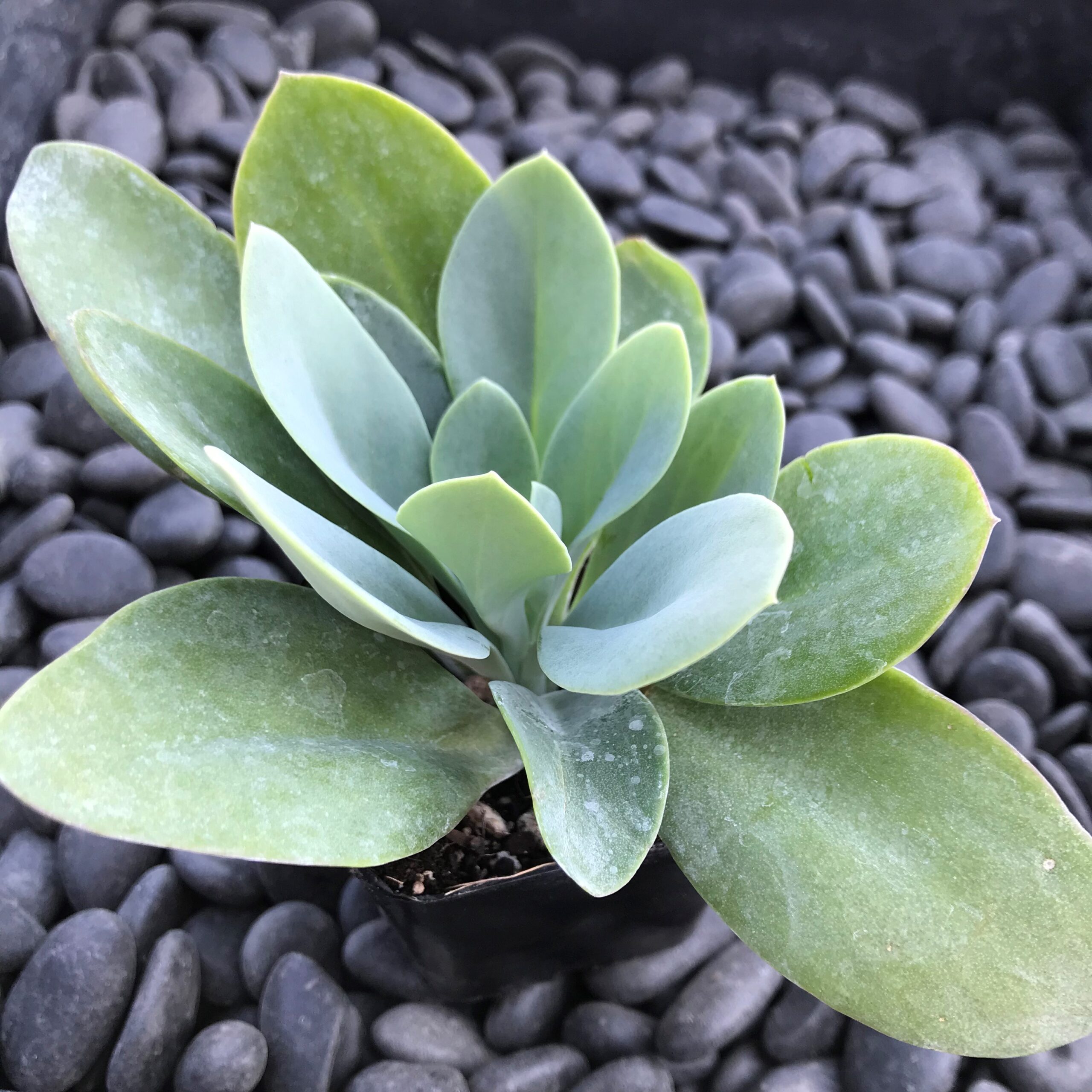 Senecio cephalophorus - Mountain Fire (2" Pot) - Image 2