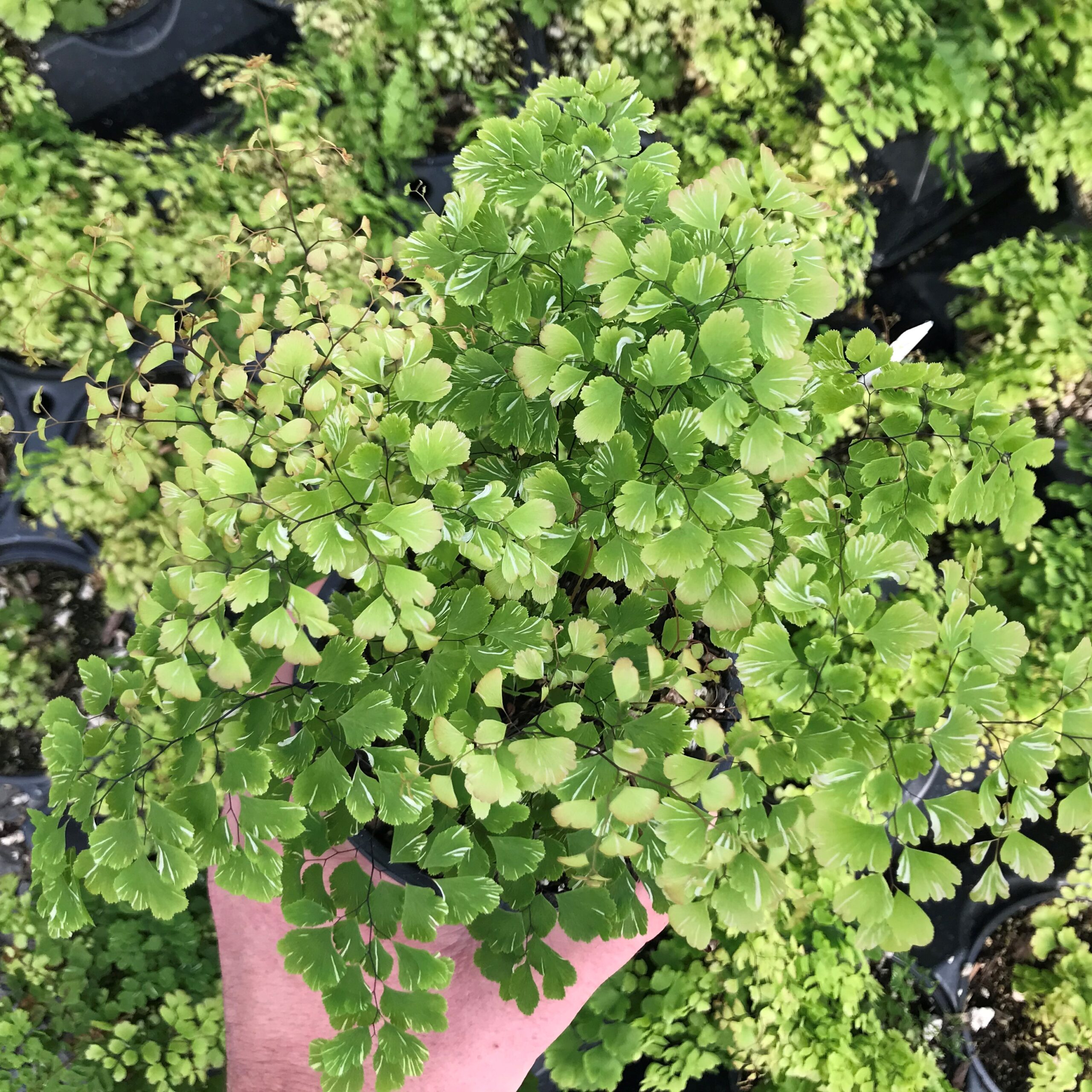 Adiantum raddianum ‘Variegatum’ - Snowflake Fern (4.5" Pot) - Image 2