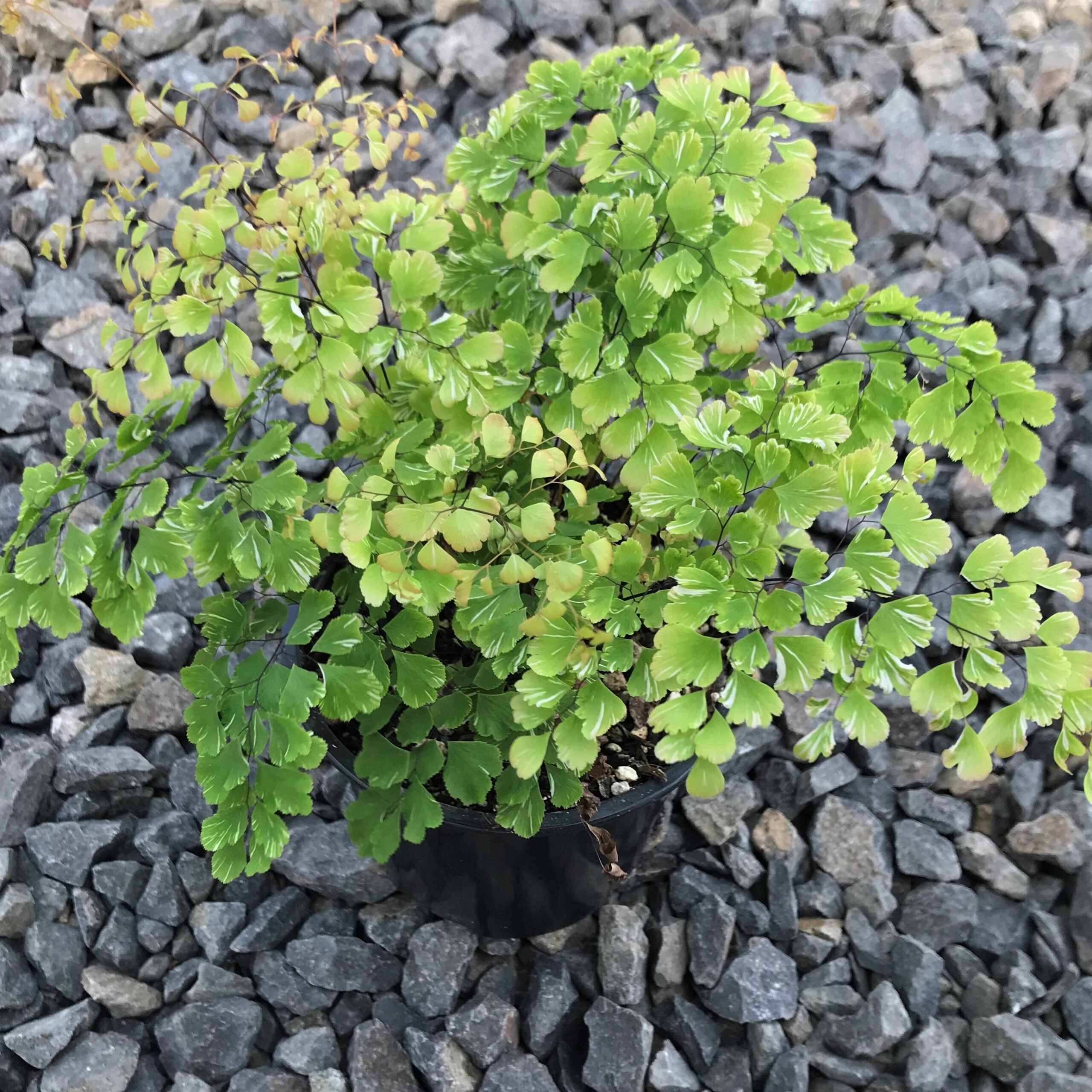Adiantum raddianum ‘Variegatum’ - Snowflake Fern (4.5" Pot) - Image 3