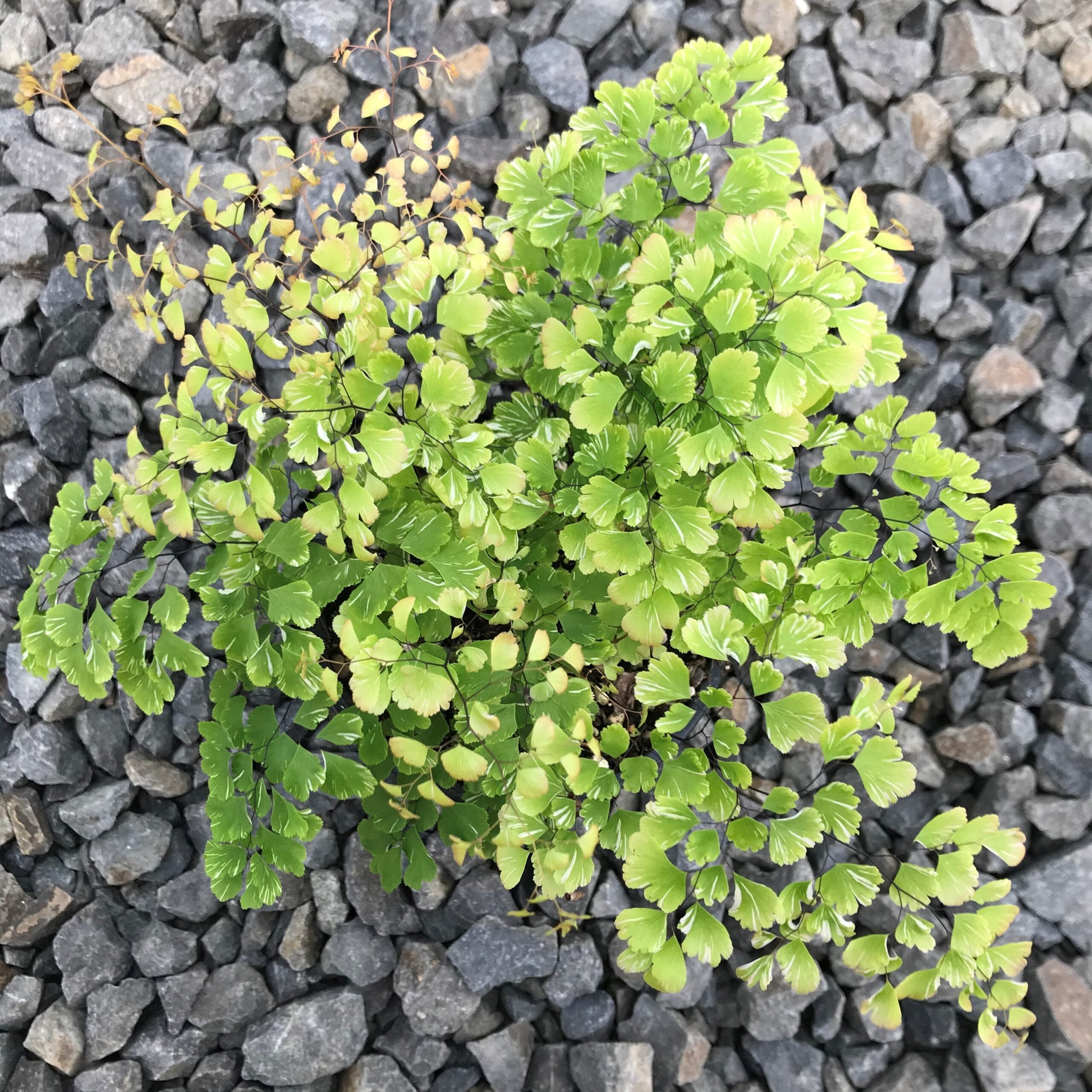 Adiantum raddianum ‘Variegatum’ - Snowflake Fern (4.5" Pot) - Image 4
