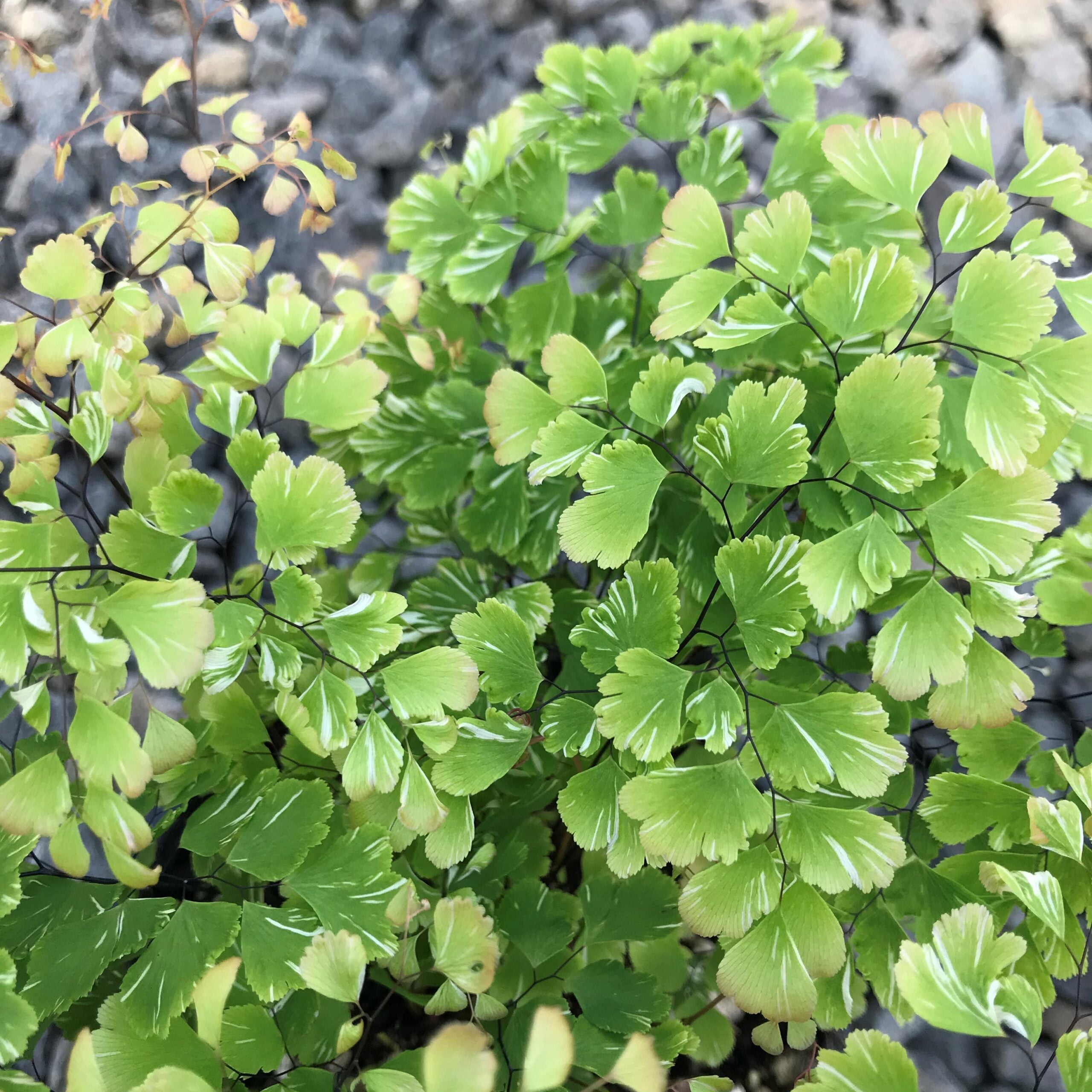 Adiantum raddianum ‘Variegatum’ - Snowflake Fern (4.5" Pot)