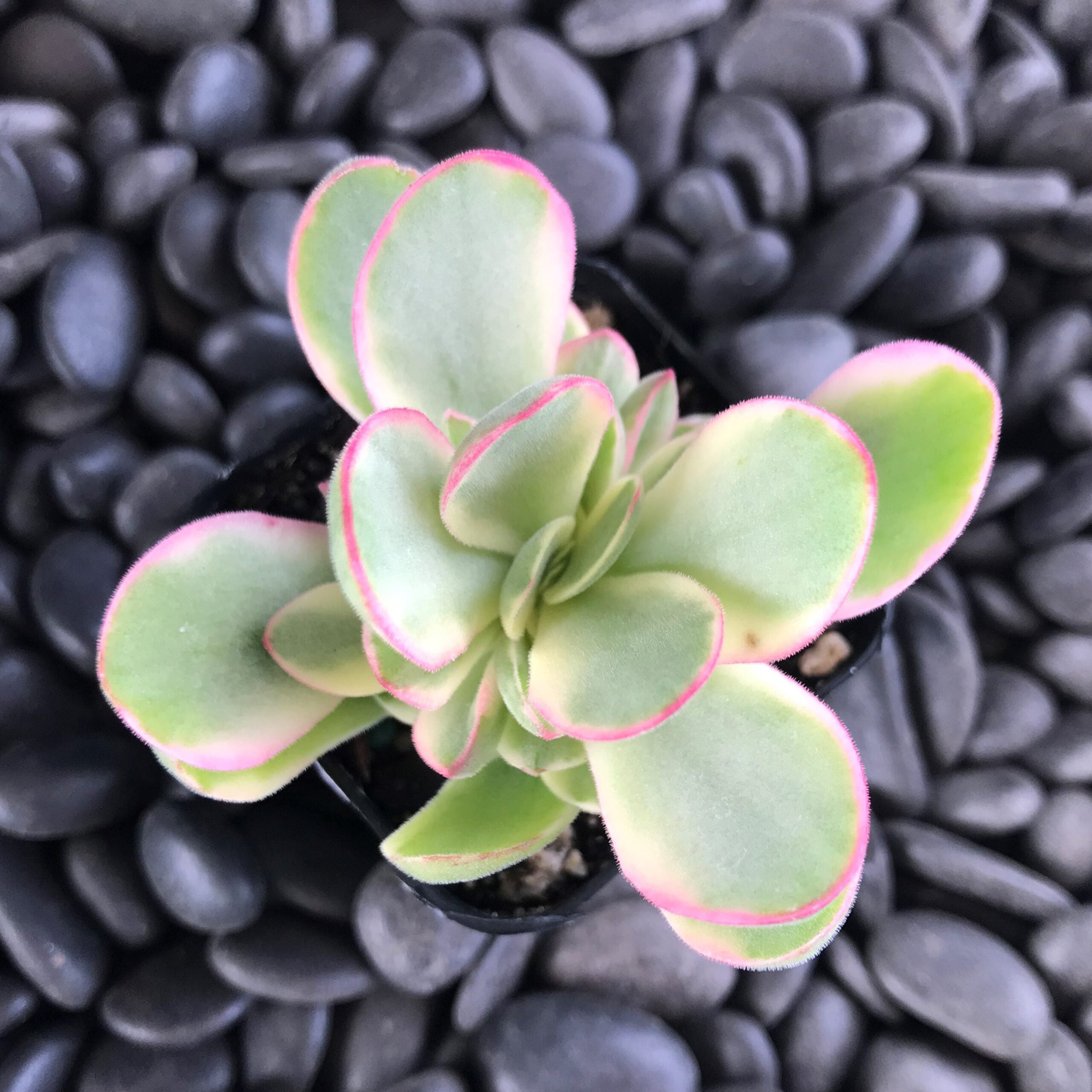 Crassula swaziensis 'Variegata' - Variegated Money Maker Plant - (2" Pot) - Image 2