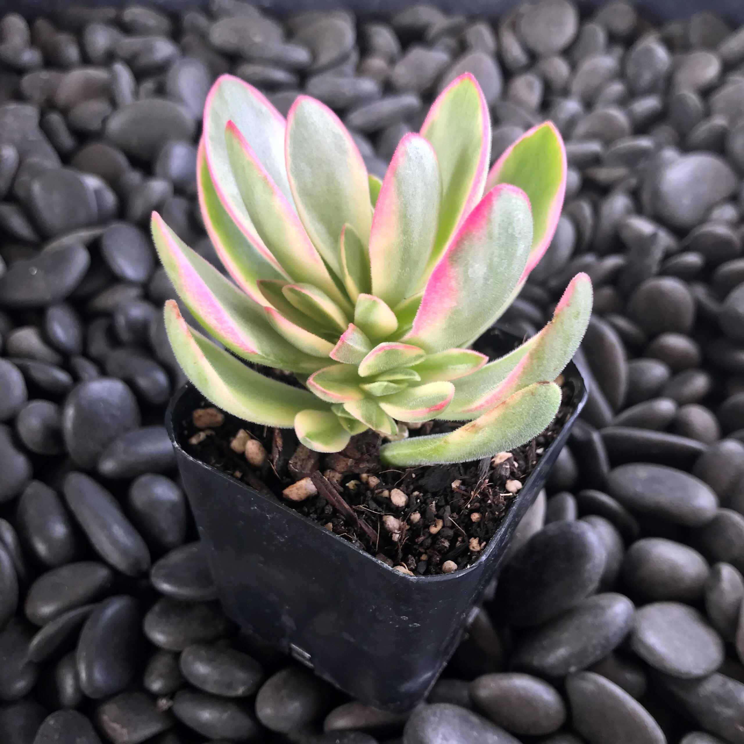 Crassula swaziensis 'Variegata' - Variegated Money Maker Plant - (2" Pot) |  Little Prince of Oregon Nursery