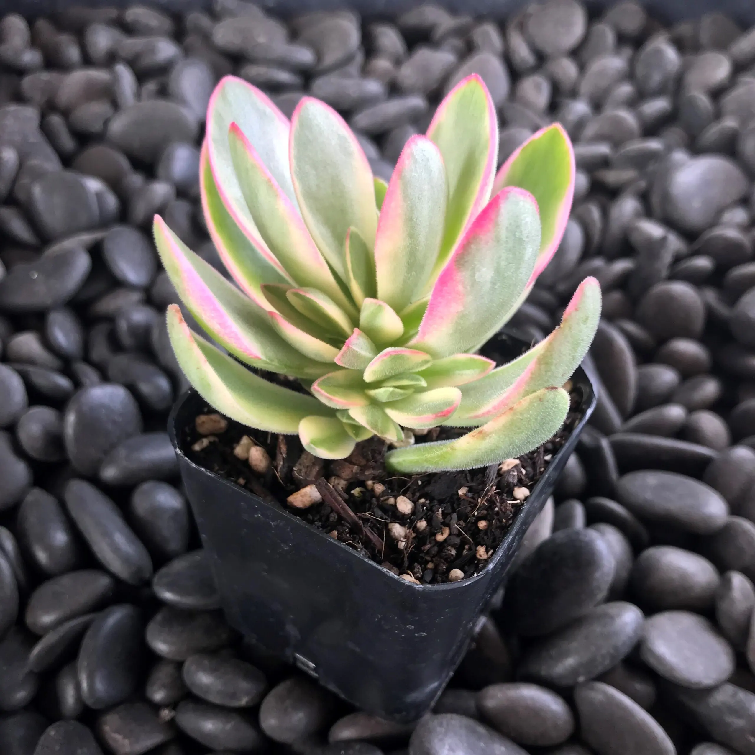 Crassula swaziensis 'Variegata' - Variegated Money Maker Plant - (2" Pot) |  Little Prince of Oregon Nursery