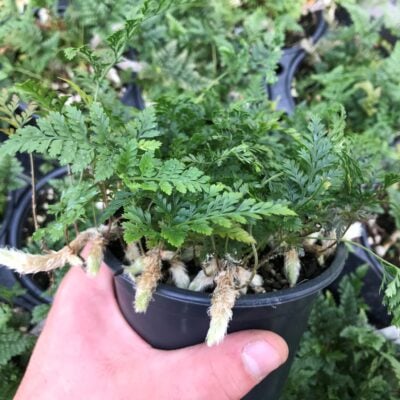 Davallia tyermanii - White Rabbit's Foot Fern (4.5" Pot)