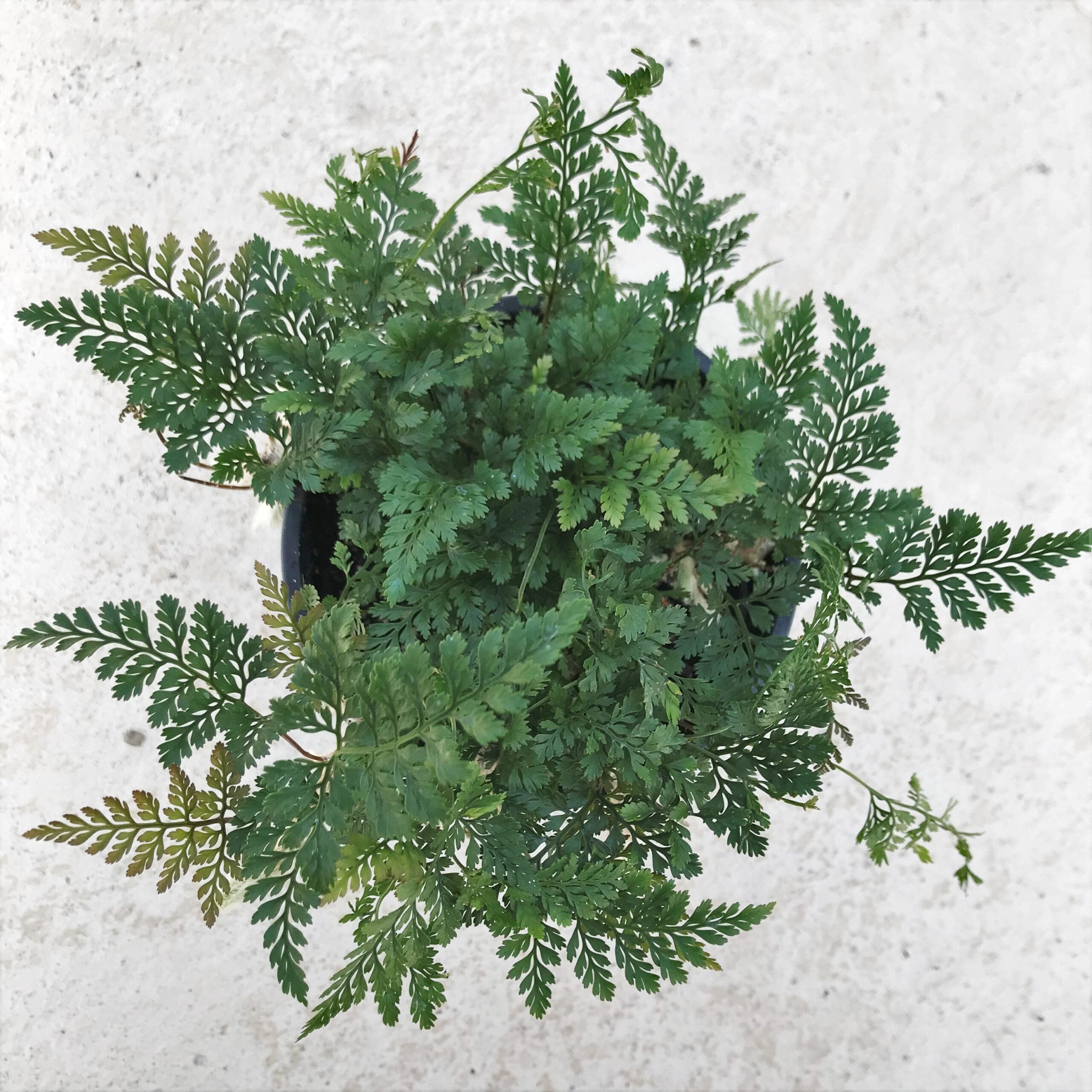 Davallia tyermanii - White Rabbit's Foot Fern (4.5" Pot) - Image 3