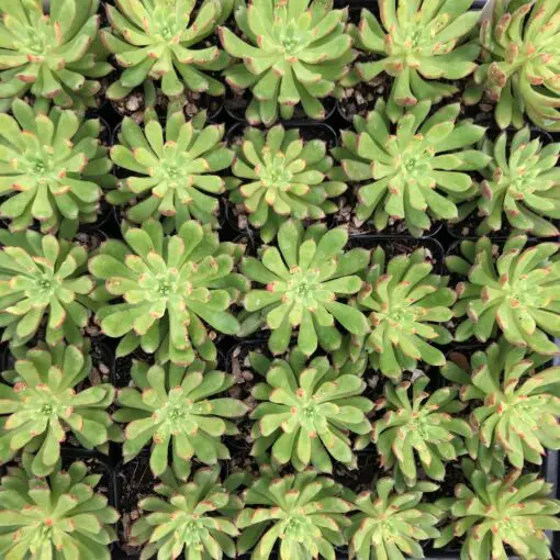 Echeveria 'Spruce Oliver' (2