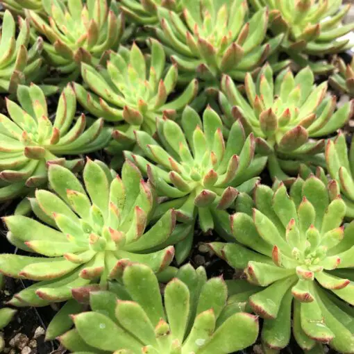 Echeveria 'Spruce Oliver' (2