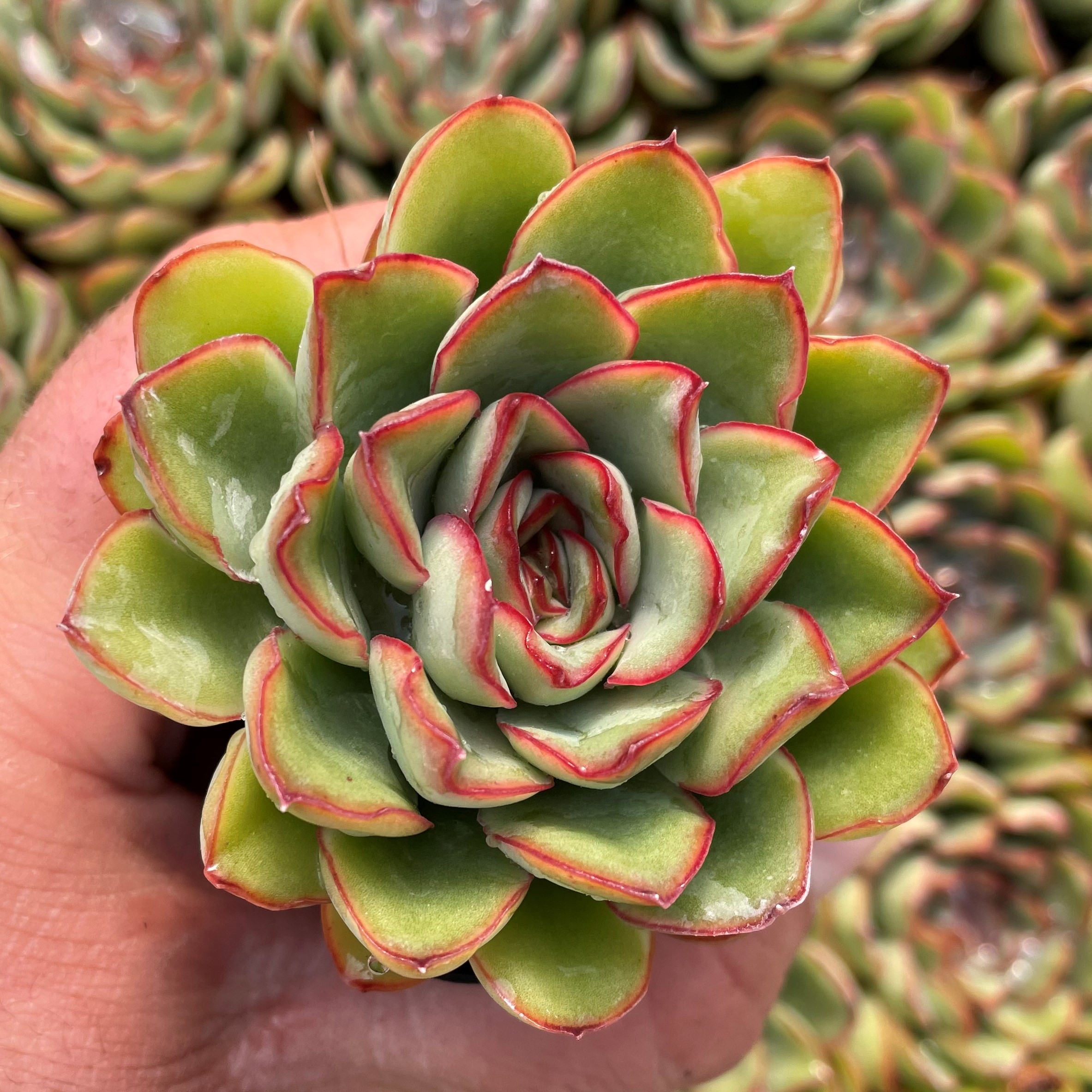 Echeveria deranosa (2 Echeveria deranosa (2