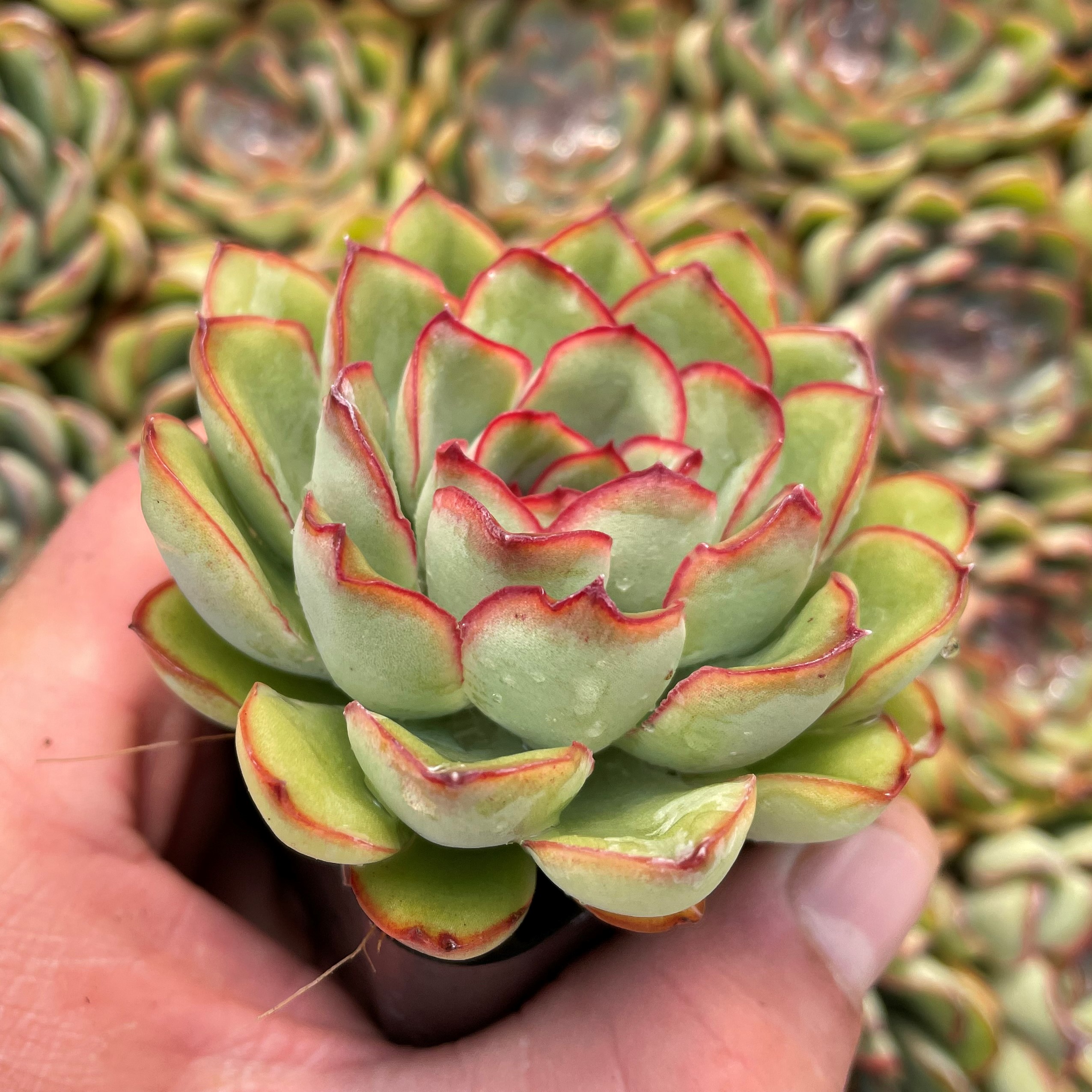Echeveria deranosa (2