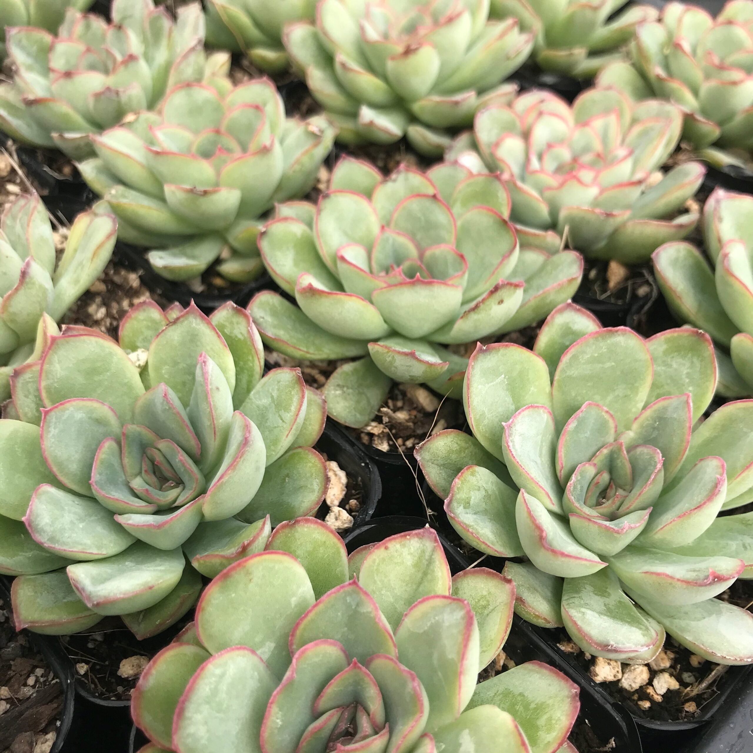Echeveria deranosa (2 Echeveria deranosa (2