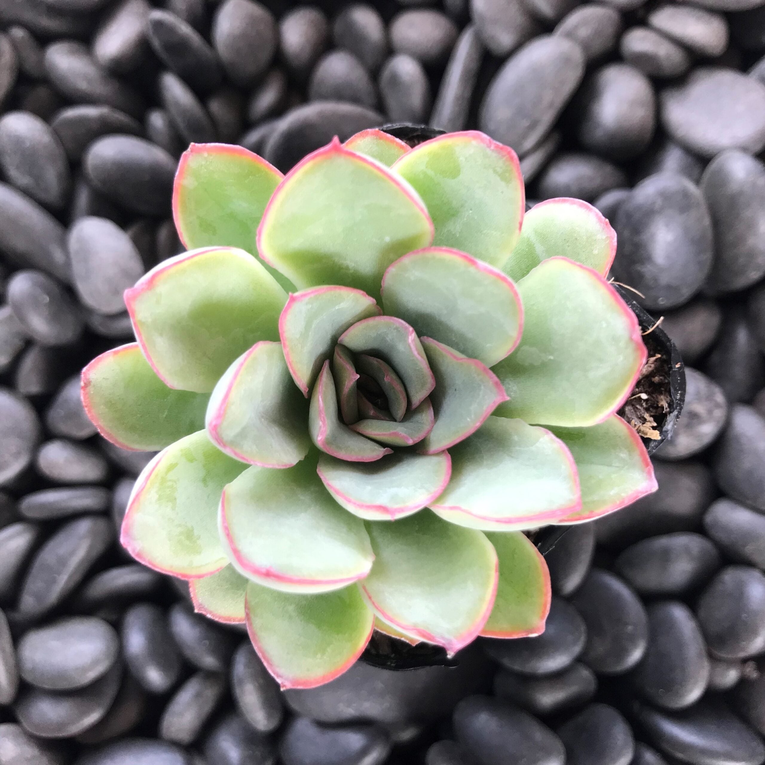 Echeveria-deranosa-Succulents-