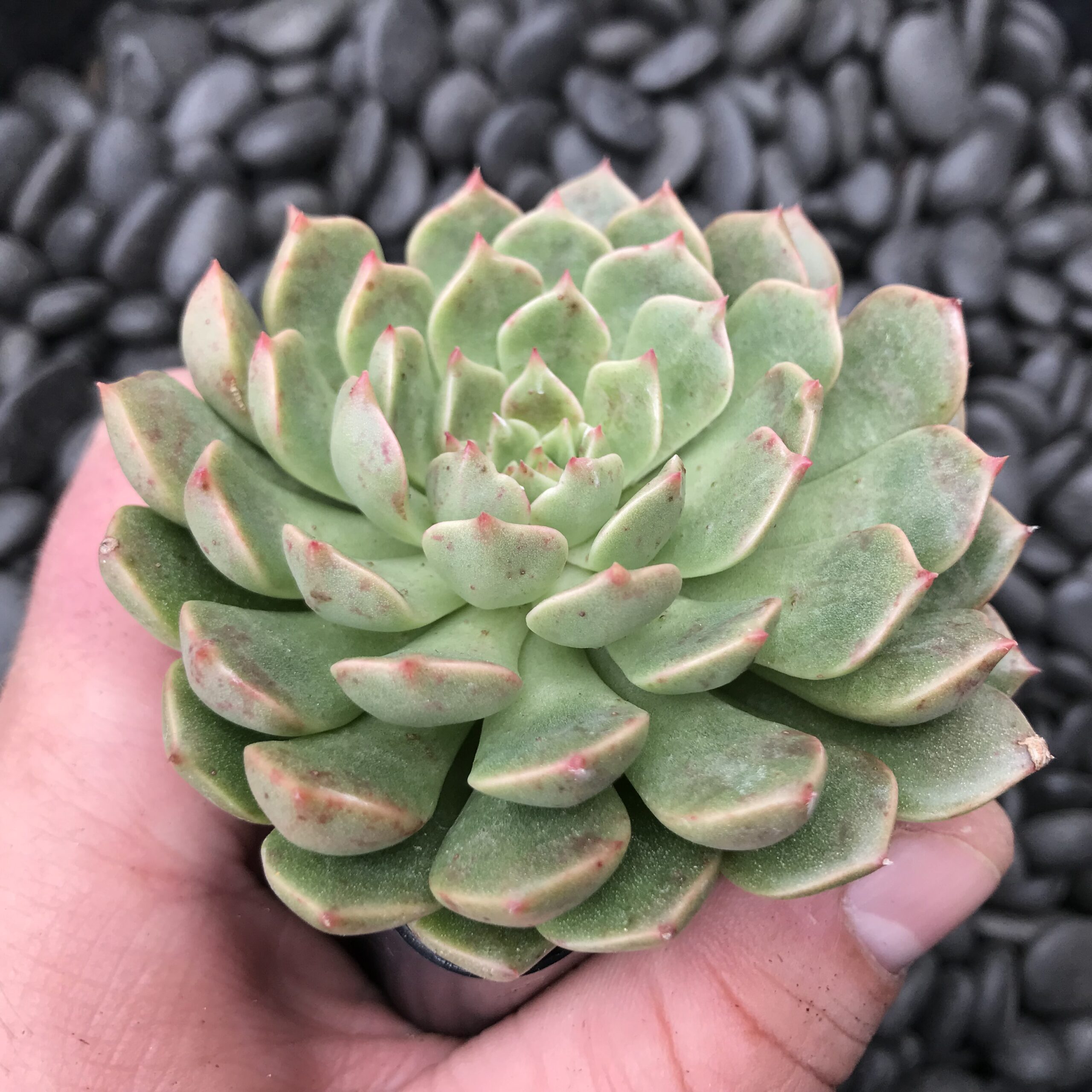 Graptoveria 'Olivia' (2" Pot) - Image 3