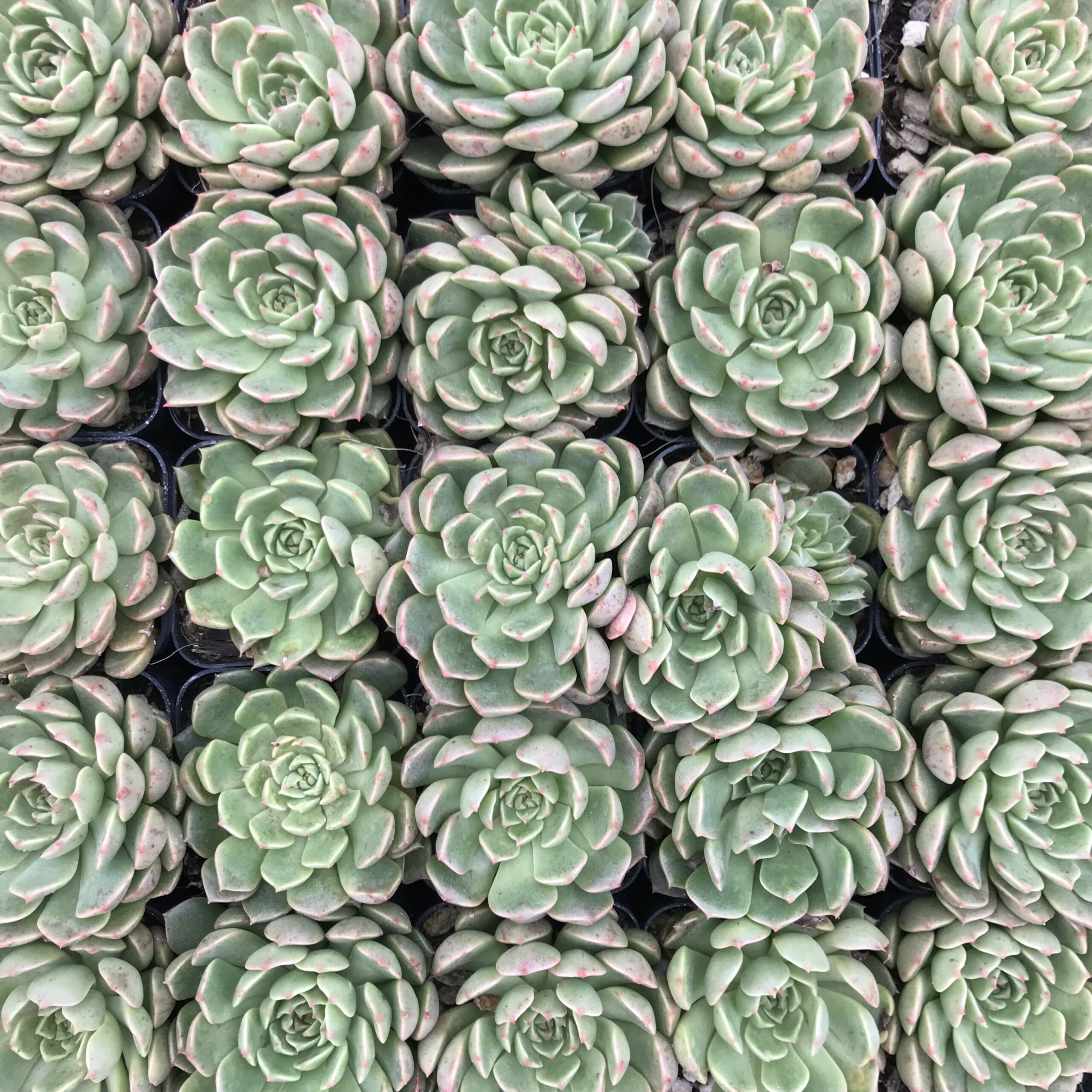 Graptoveria 'Olivia' (2" Pot) - Image 4