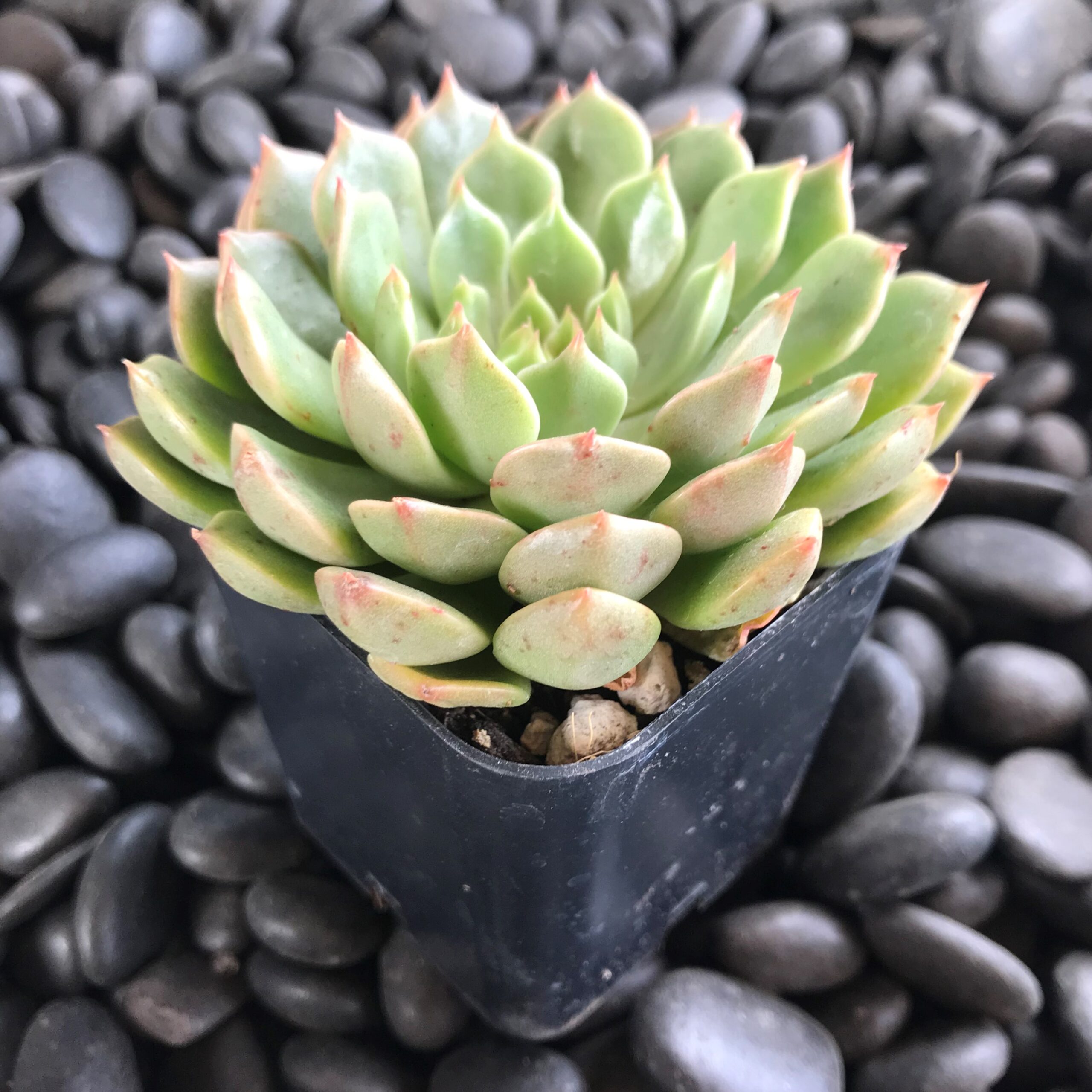 Graptoveria 'Olivia' (2" Pot) - Image 2