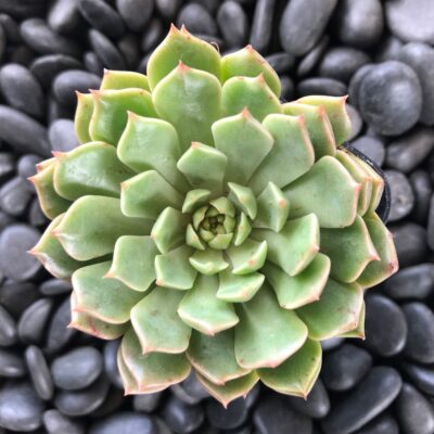 Graptoveria 'Olivia' (2" Pot)