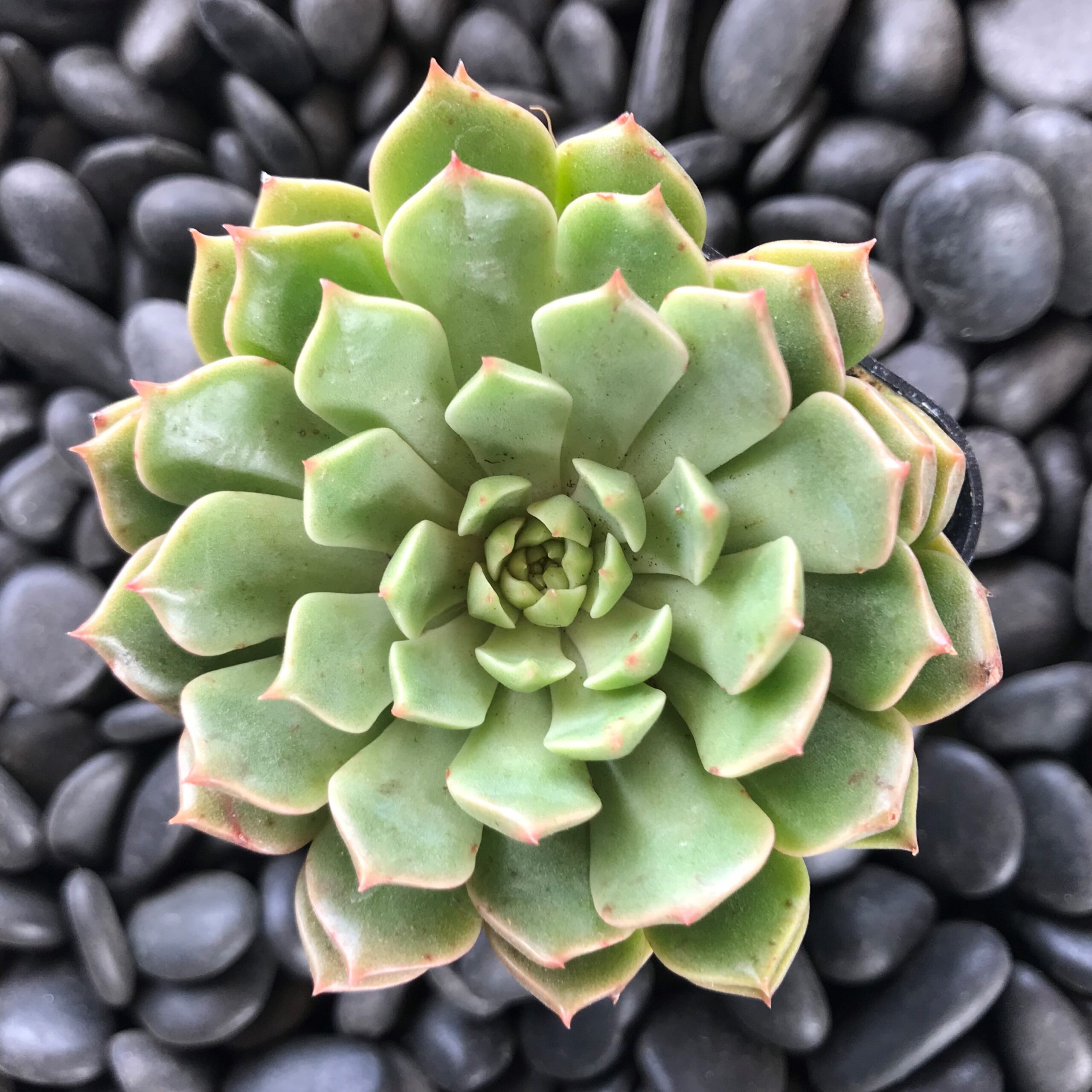 Graptoveria 'Olivia' (2" Pot)
