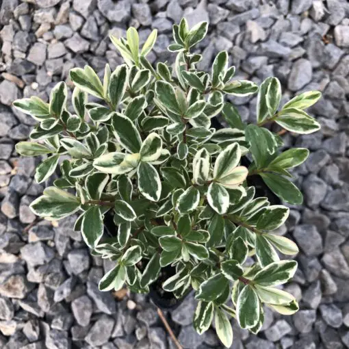 羅本製所 Robin agave baby x THORアガべ 羅本製所 Robin agave baby x THORアガべ 【公式通販】