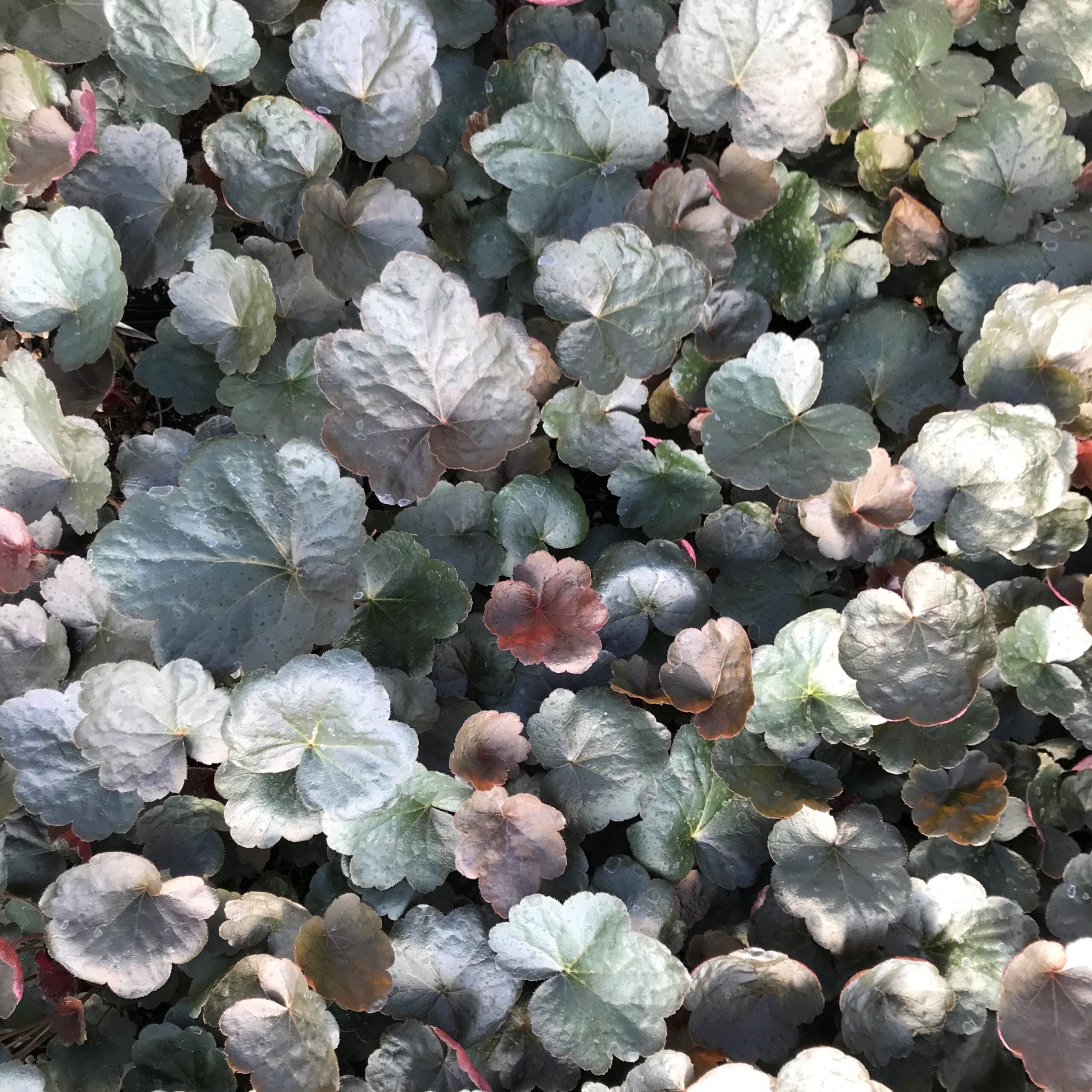 Heuchera 'Carnival Black Olive' - Coral Bells (4.5" Pot) - Image 5