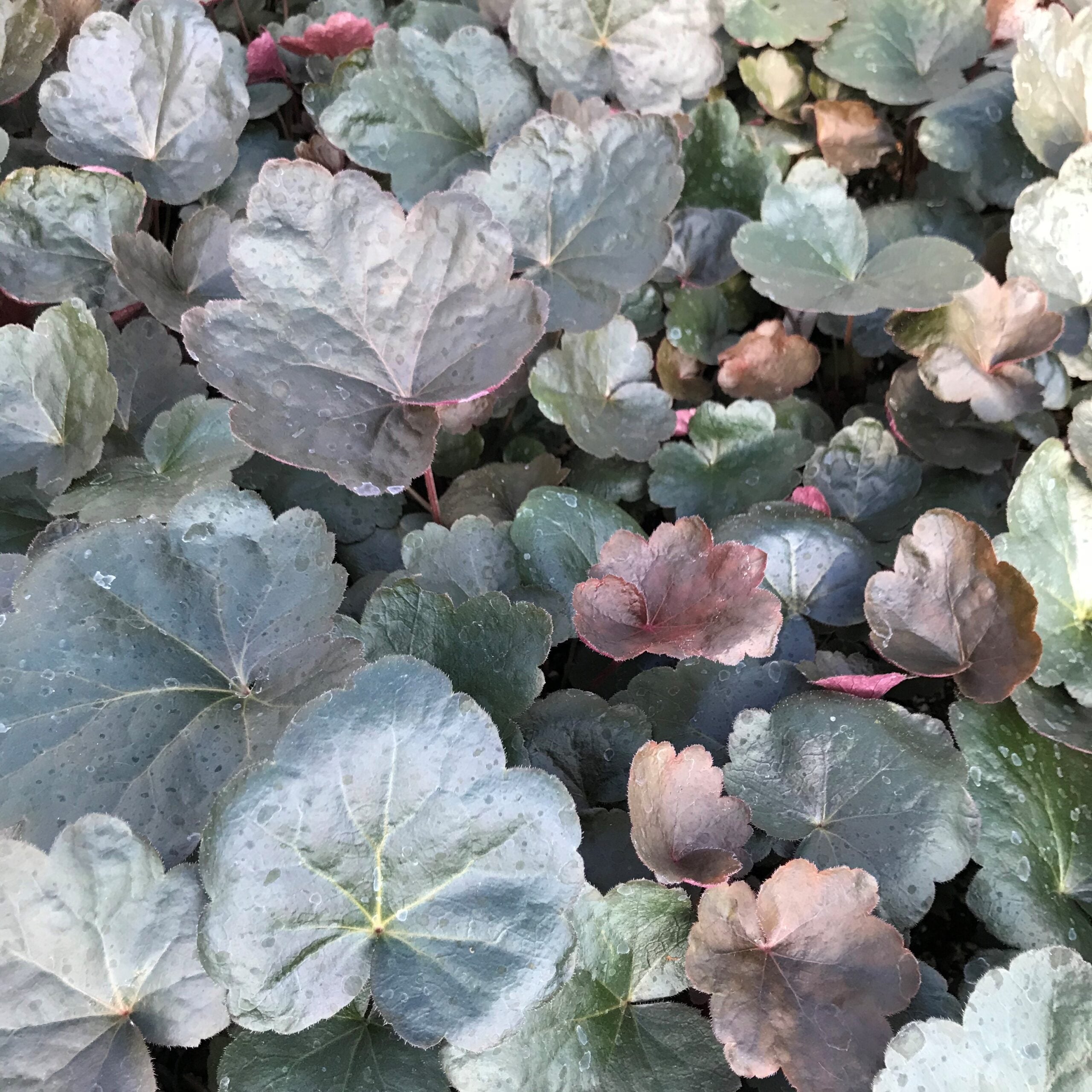 Heuchera 'Carnival Black Olive' - Coral Bells (4.5" Pot) - Image 4