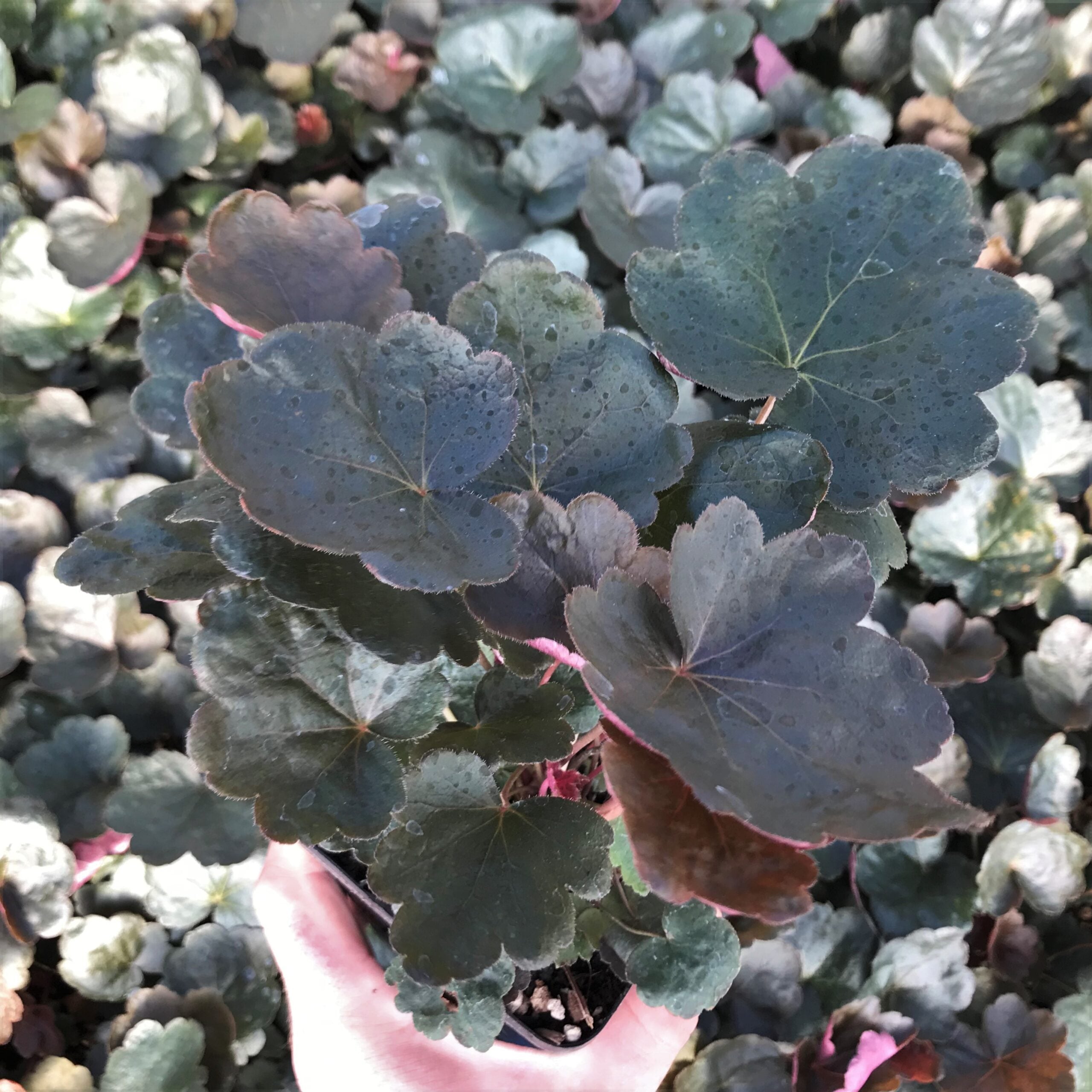 Heuchera 'Carnival Black Olive' - Coral Bells (4.5" Pot) - Image 2
