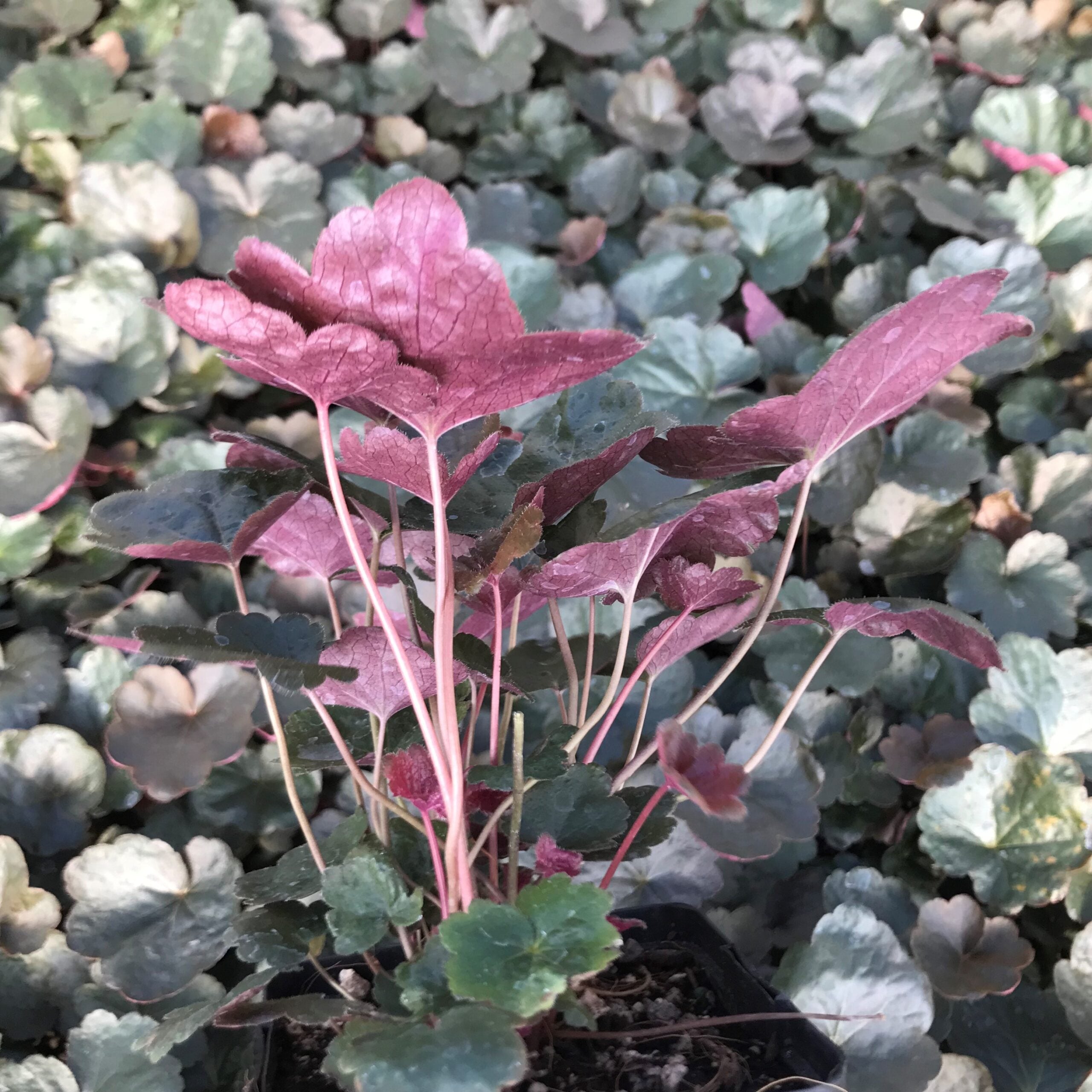 Heuchera 'Carnival Black Olive' - Coral Bells (4.5" Pot) - Image 3