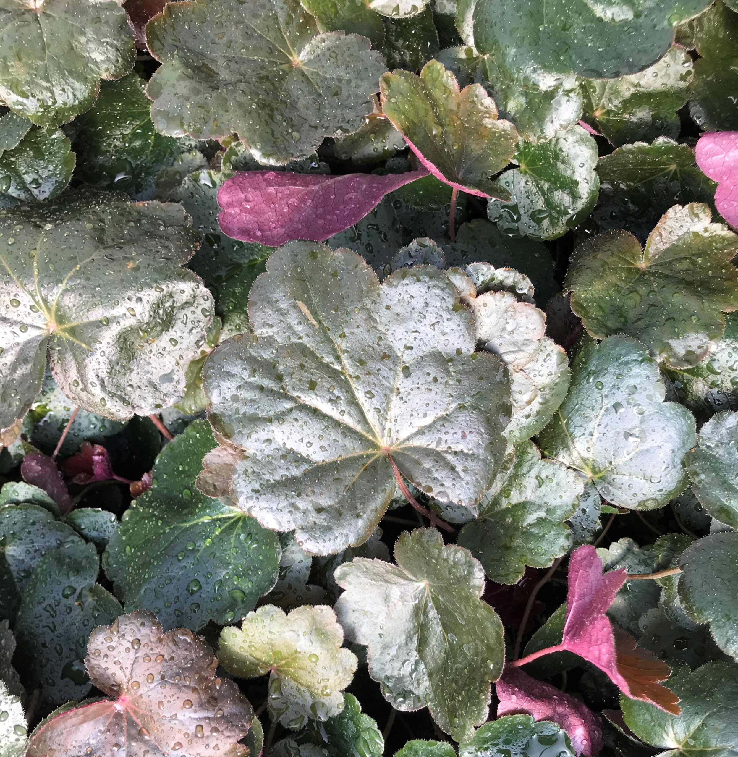 Heuchera 'Carnival Black Olive' - Coral Bells (4.5" Pot)