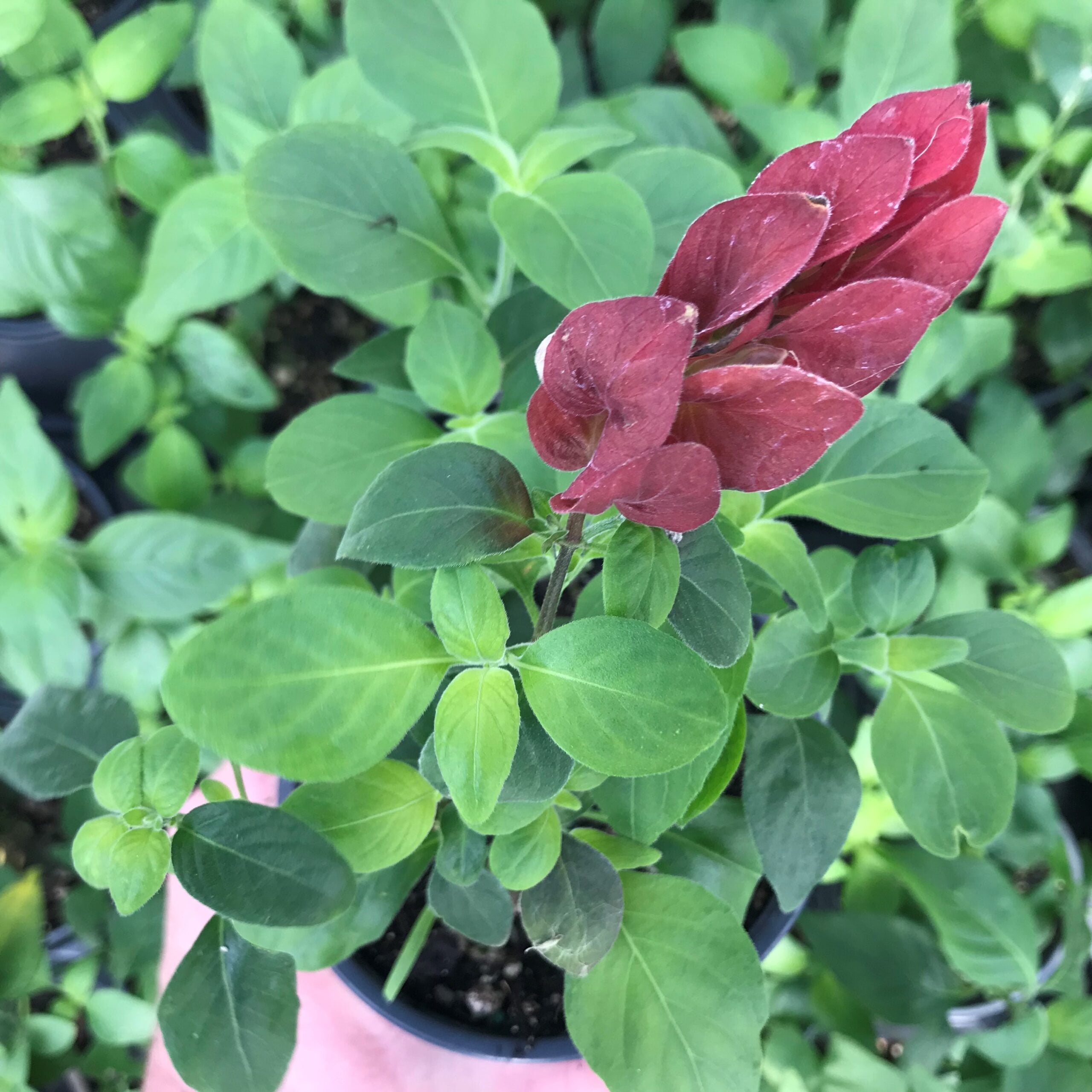 Justicia brandegeana - Shrimp Plant (4.5" Pot) - Image 4