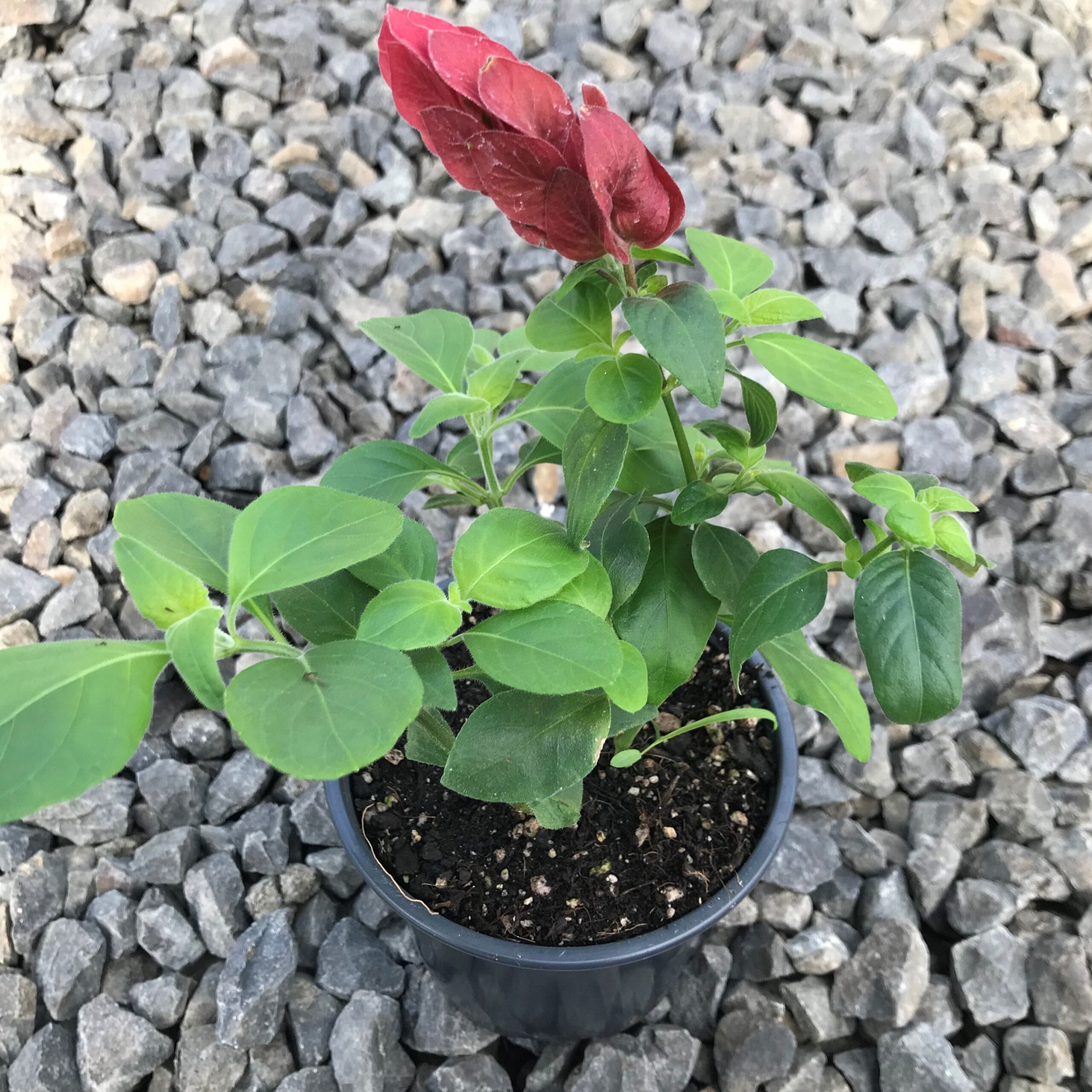 Justicia brandegeana - Shrimp Plant (4.5" Pot) - Image 3
