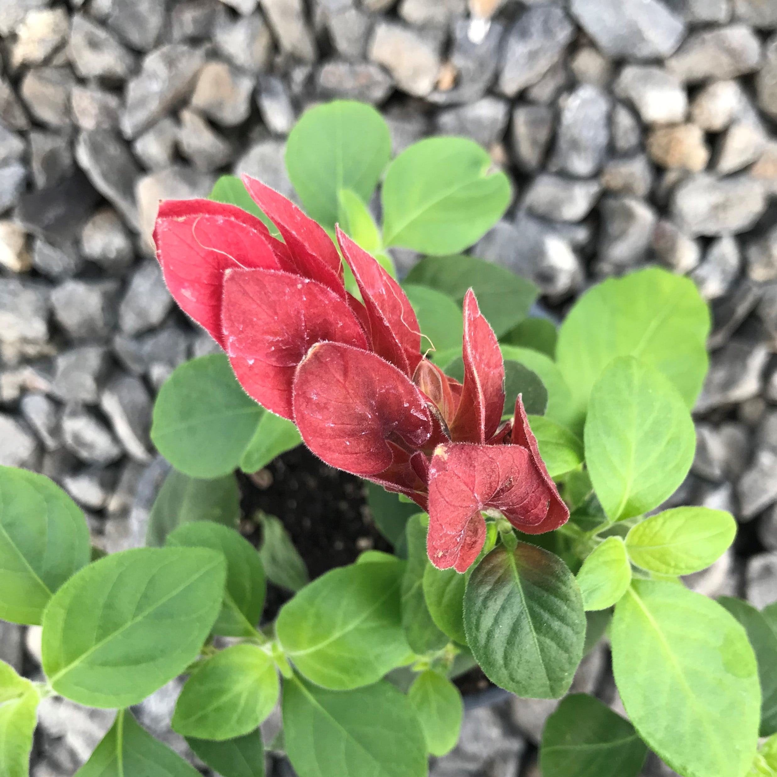 Justicia brandegeana - Shrimp Plant (4.5" Pot) - Image 2