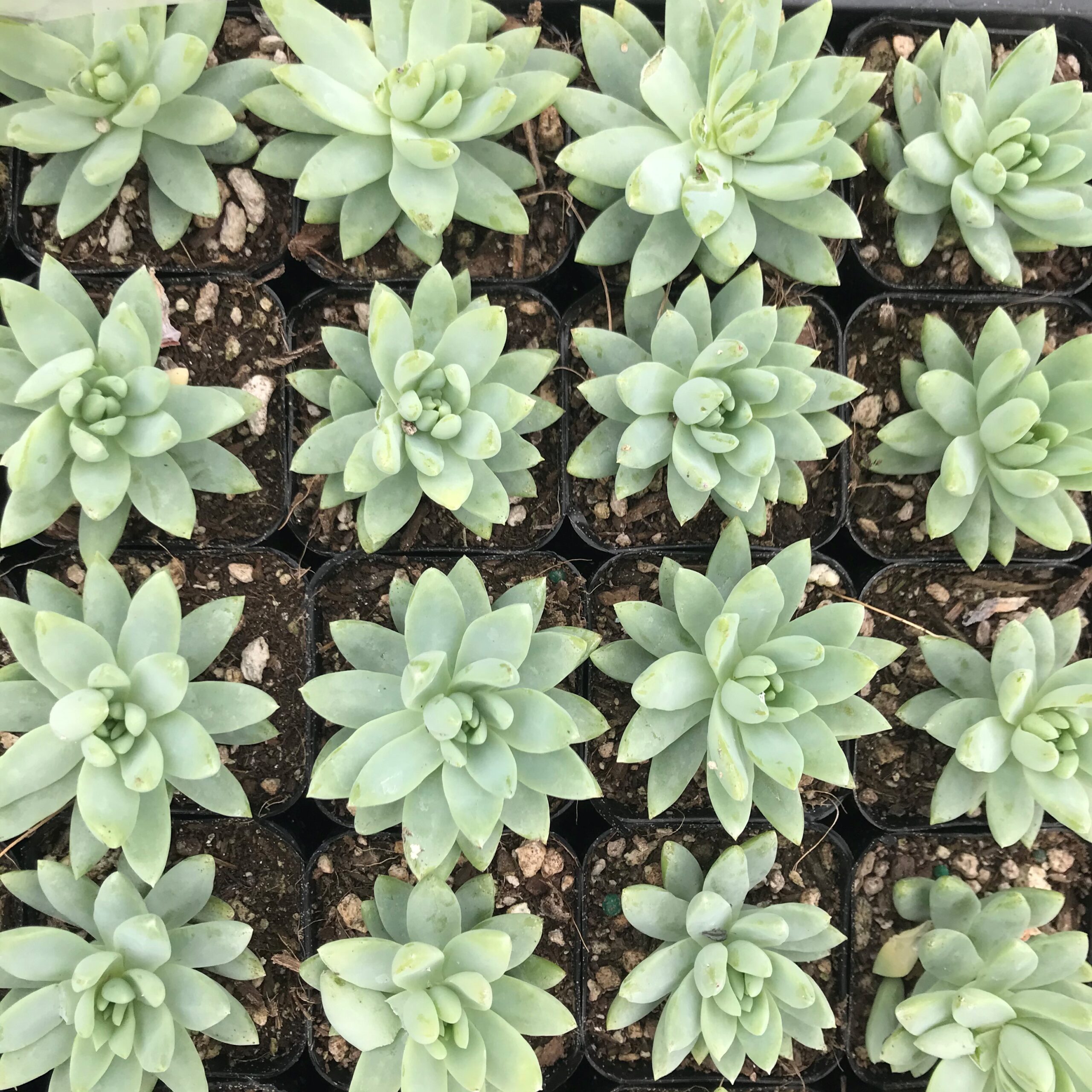 Sedeveria 'Blue Burrito' (2" Pot) - Image 3