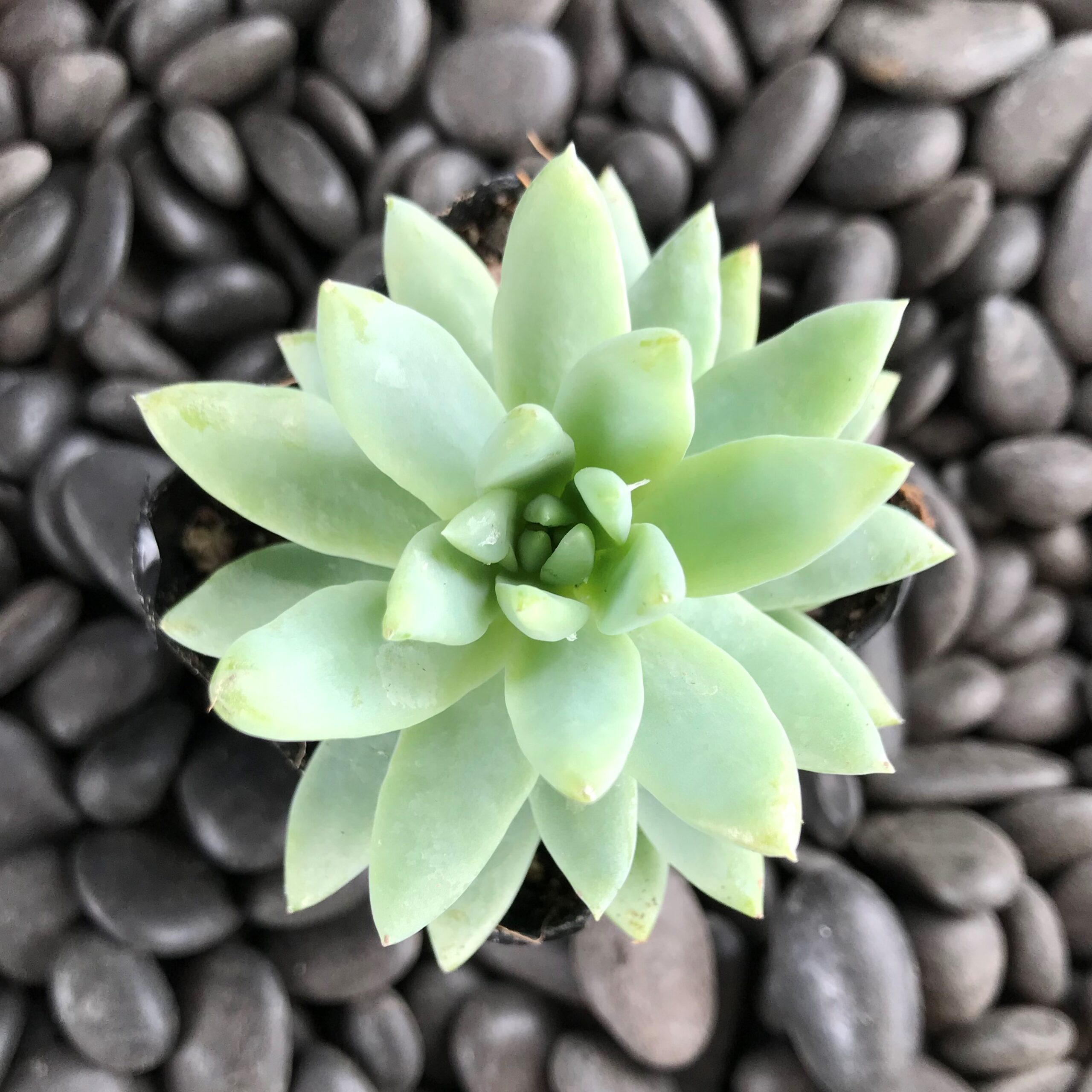 Sedeveria 'Blue Burrito' (2" Pot)