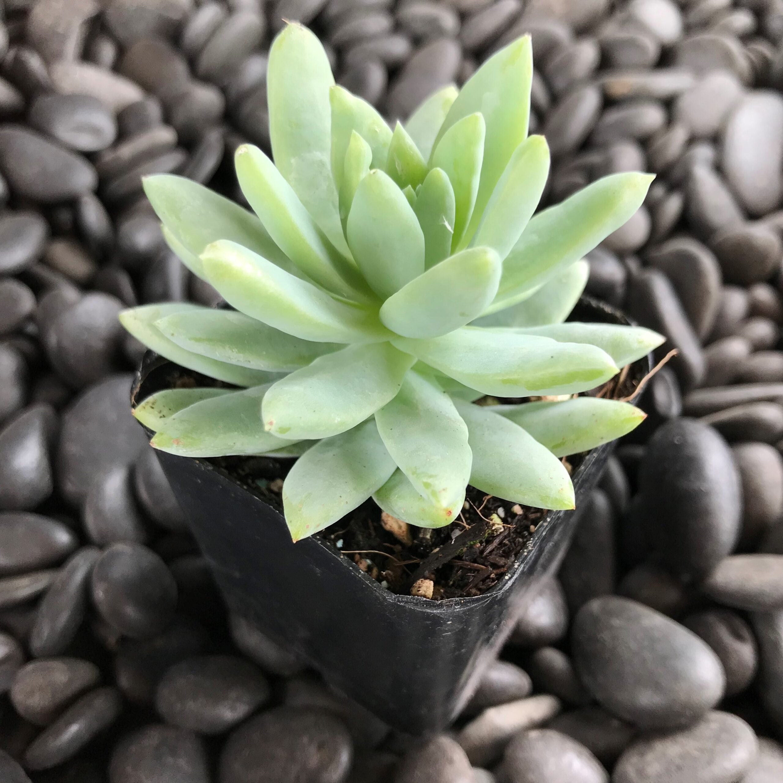 Sedeveria 'Blue Burrito' (2" Pot) - Image 2